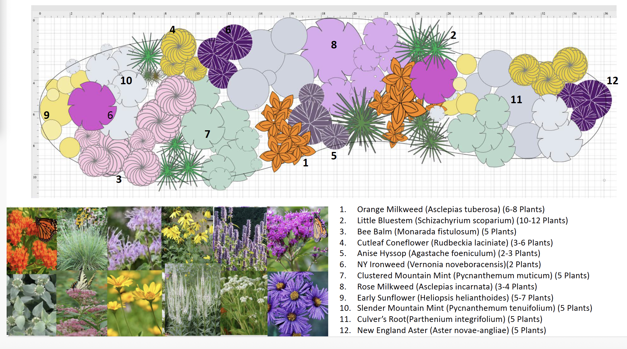 A detailed garden design plan with numbered plant groupings in various colors and shapes. Below are photos of bright flowers and a legend listing 12 plant species with their scientific names and quantities.