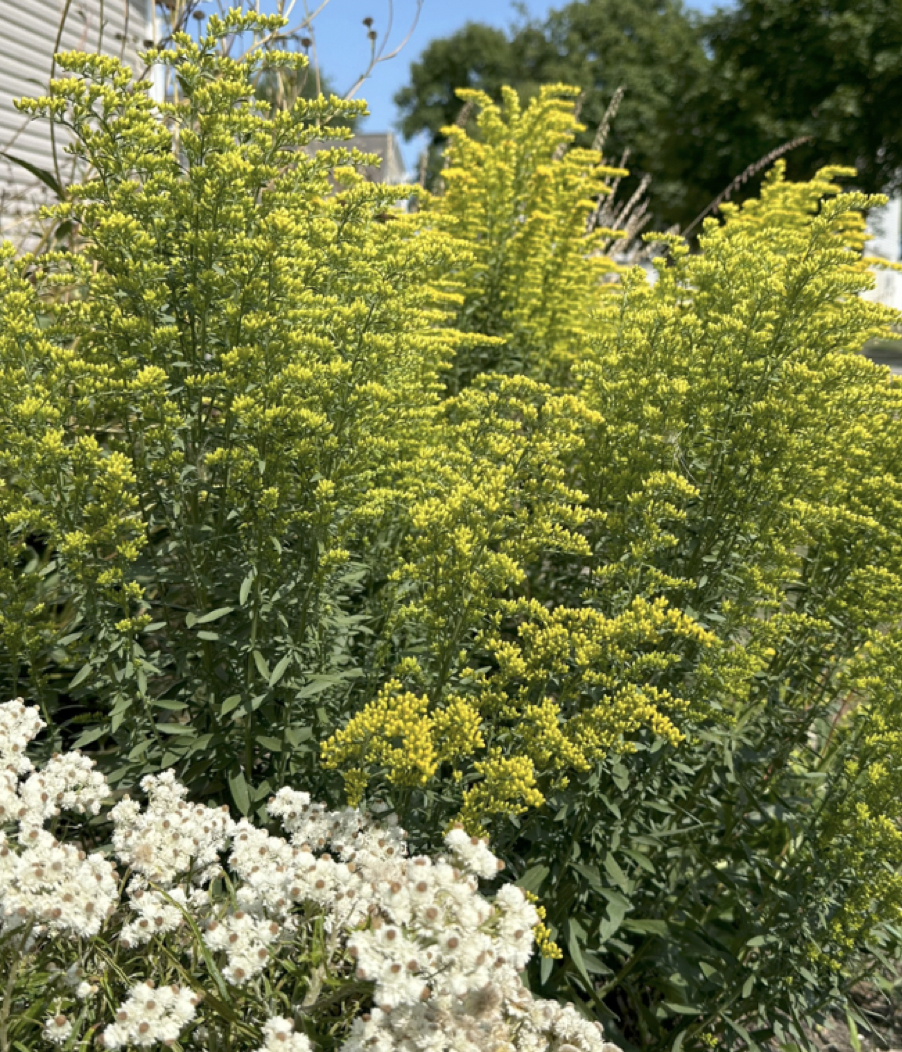 Solidago nemoralis (Gray Goldenrod)