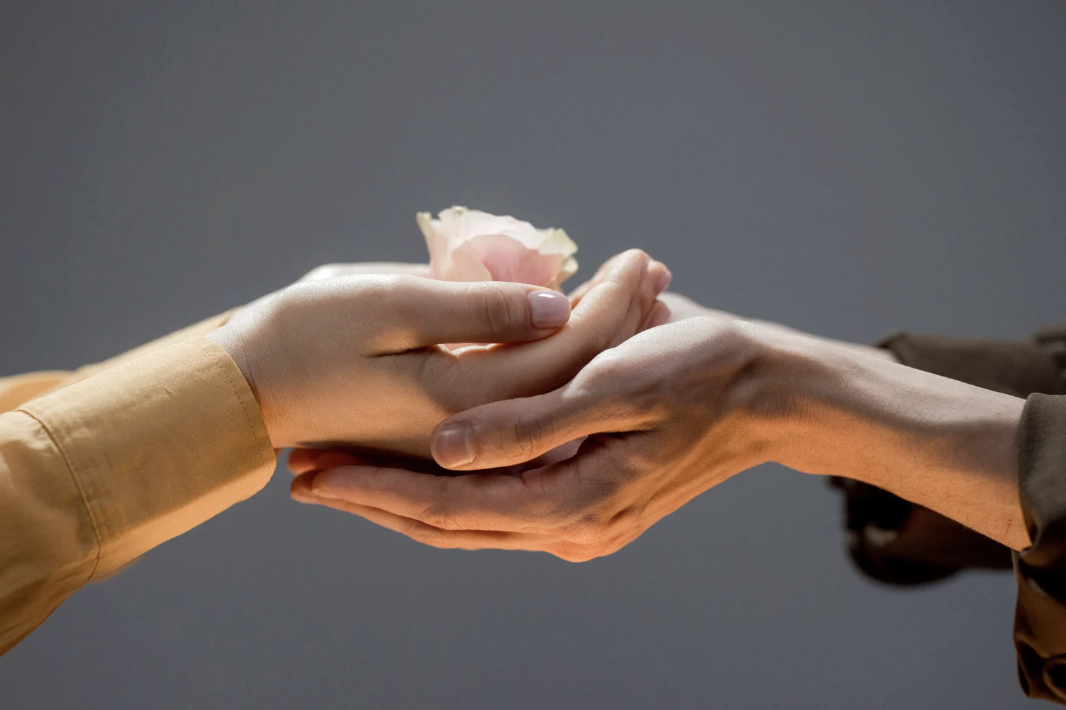 Two hands exchanging a light pink rose flower against a plain grey background.