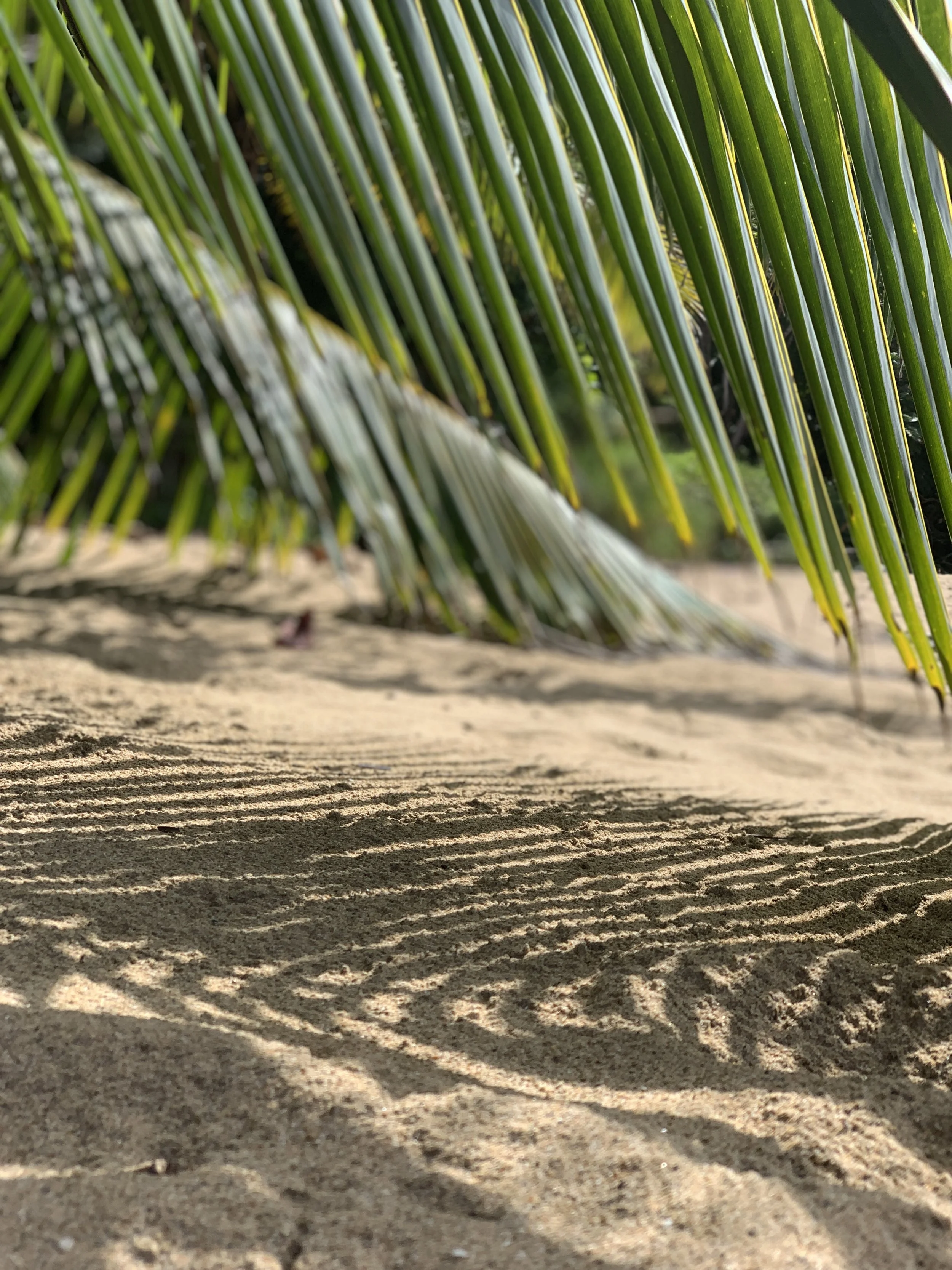 Close-up of palm tree fronds casting shadows on sandy ground.