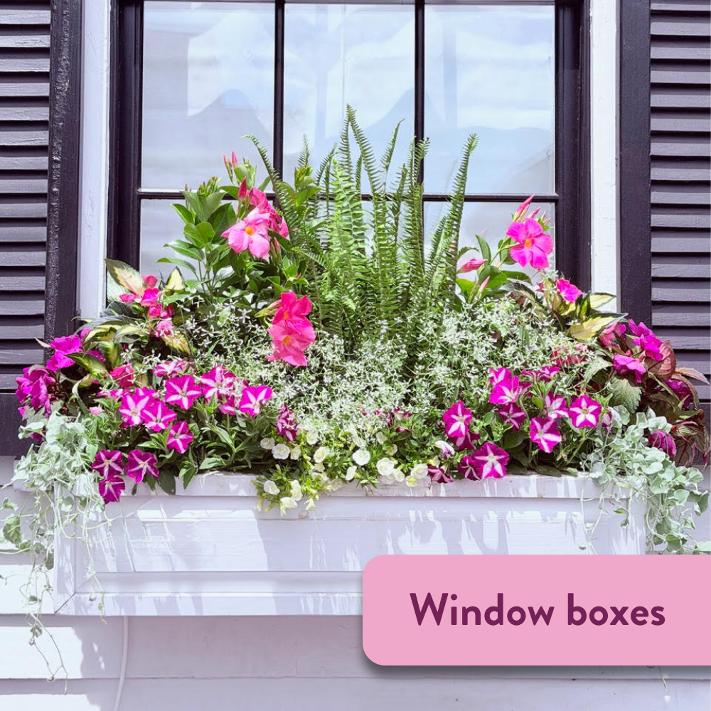 Hero_Gallery_WindowBoxes_1.png