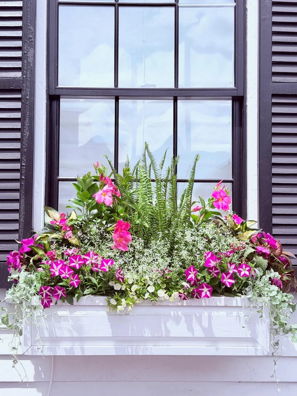 2026_WindowBoxes_Gallery_Photo_06.jpg
