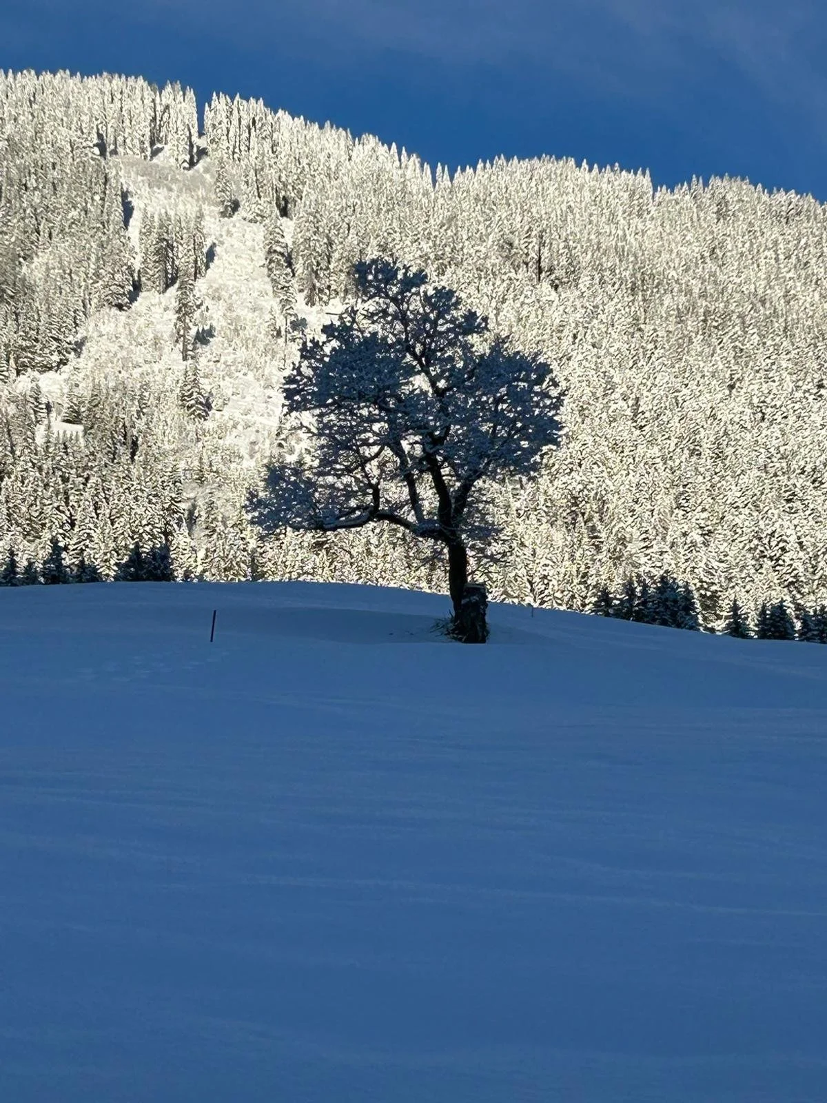 WhatsApp Image 2026-04-28 at 15.07.03 (8).jpeg