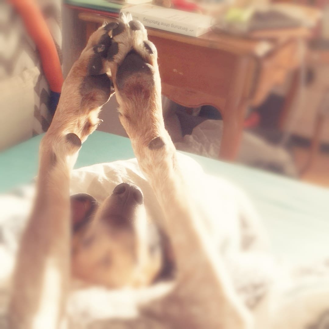 PAW POETRY