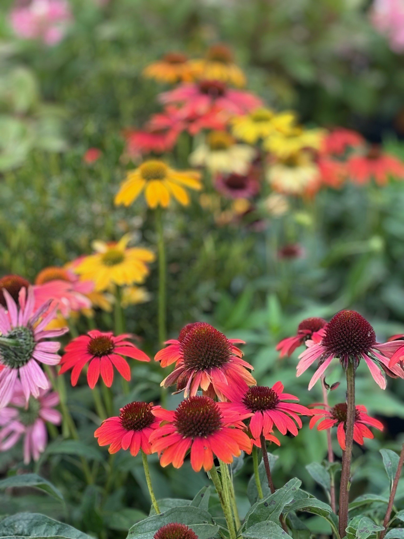Flower Pic 1.jpeg