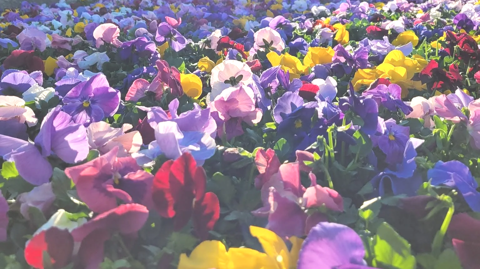 A field of colorful pansy flowers in full bloom, with hues of purple, pink, yellow, blue, and red under sunlight.