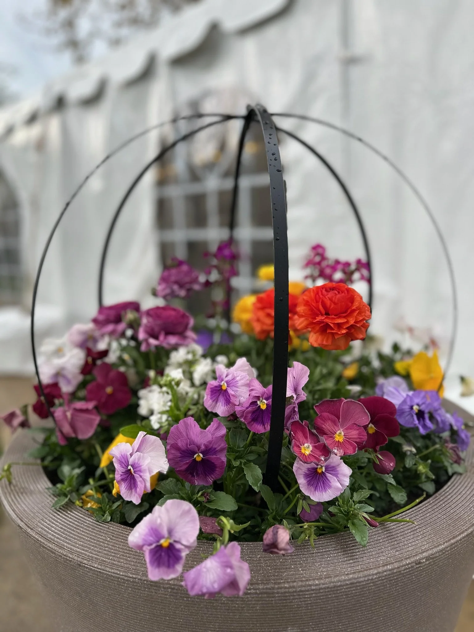 Colorful pansies planted in a decorative container with a black metal hanging structure in a garden or porch setting.