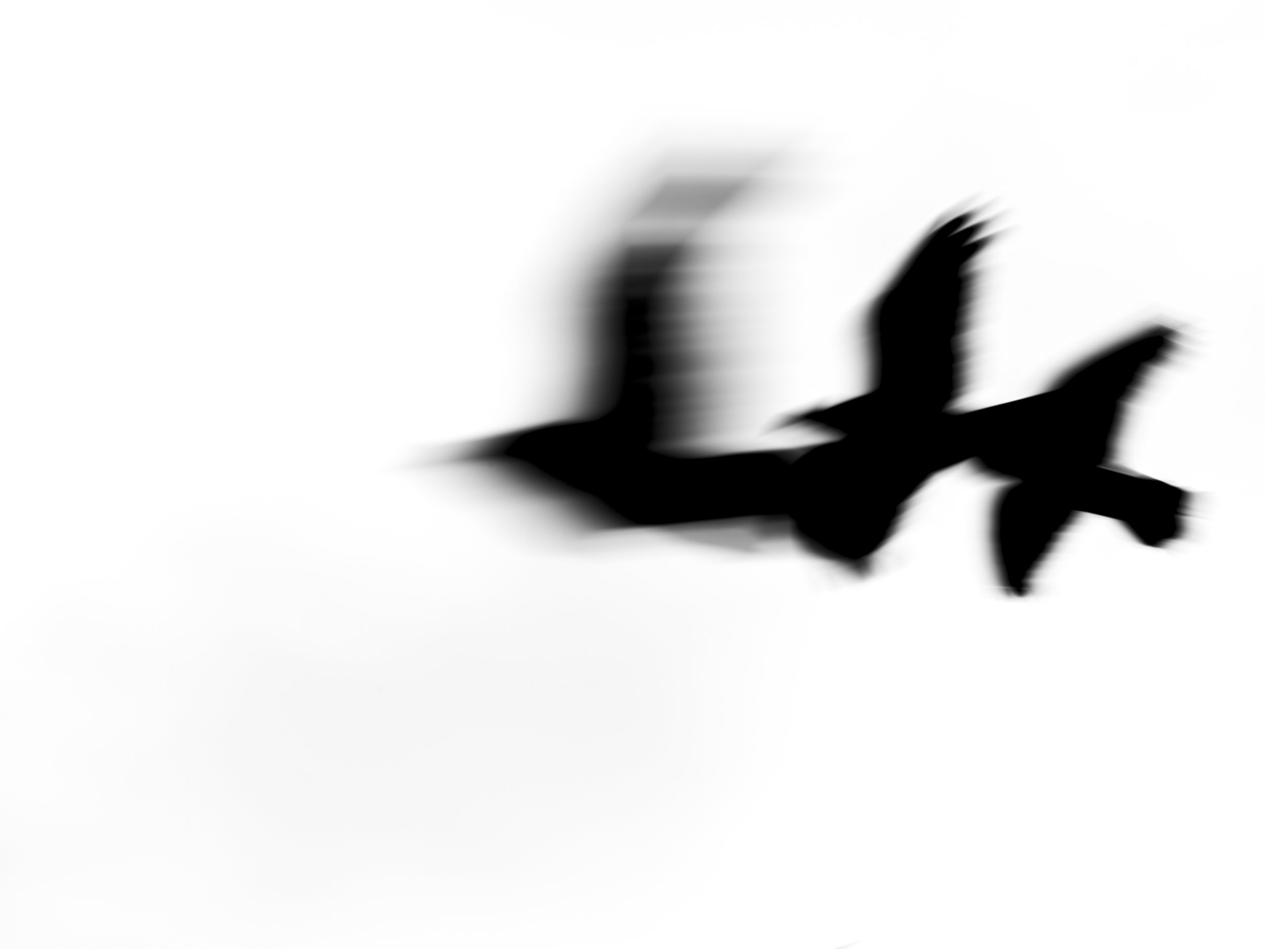 Black silhouette of birds in flight against a white background.