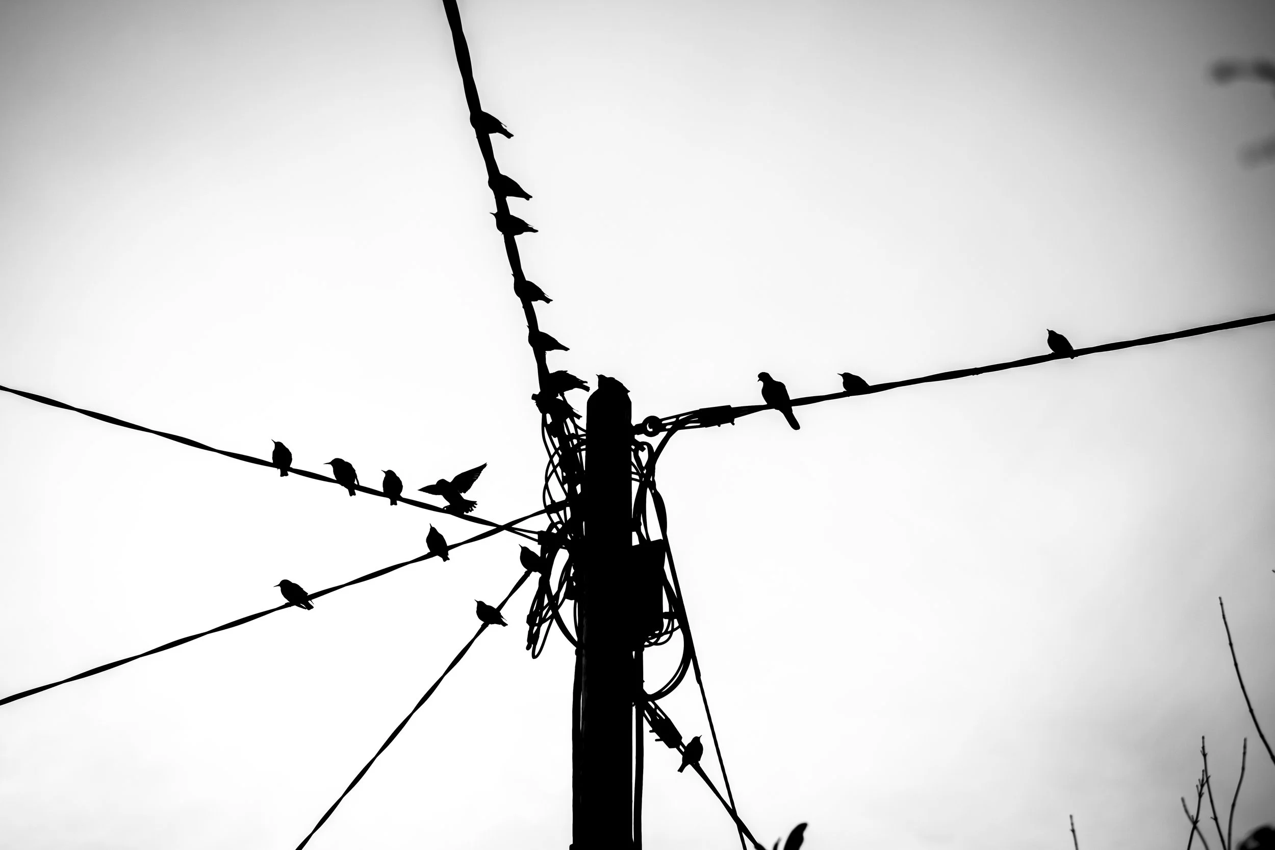 Silhouetted birds perched on a utility pole and wires against a cloudy sky.