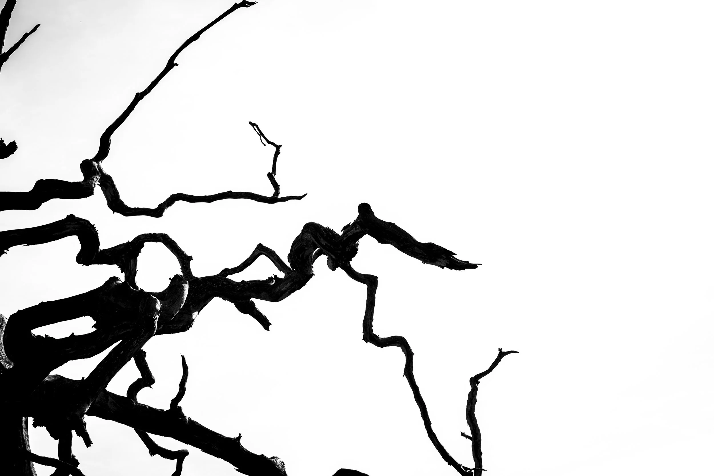 A black and white abstract image of tree branches silhouetted against a white sky.