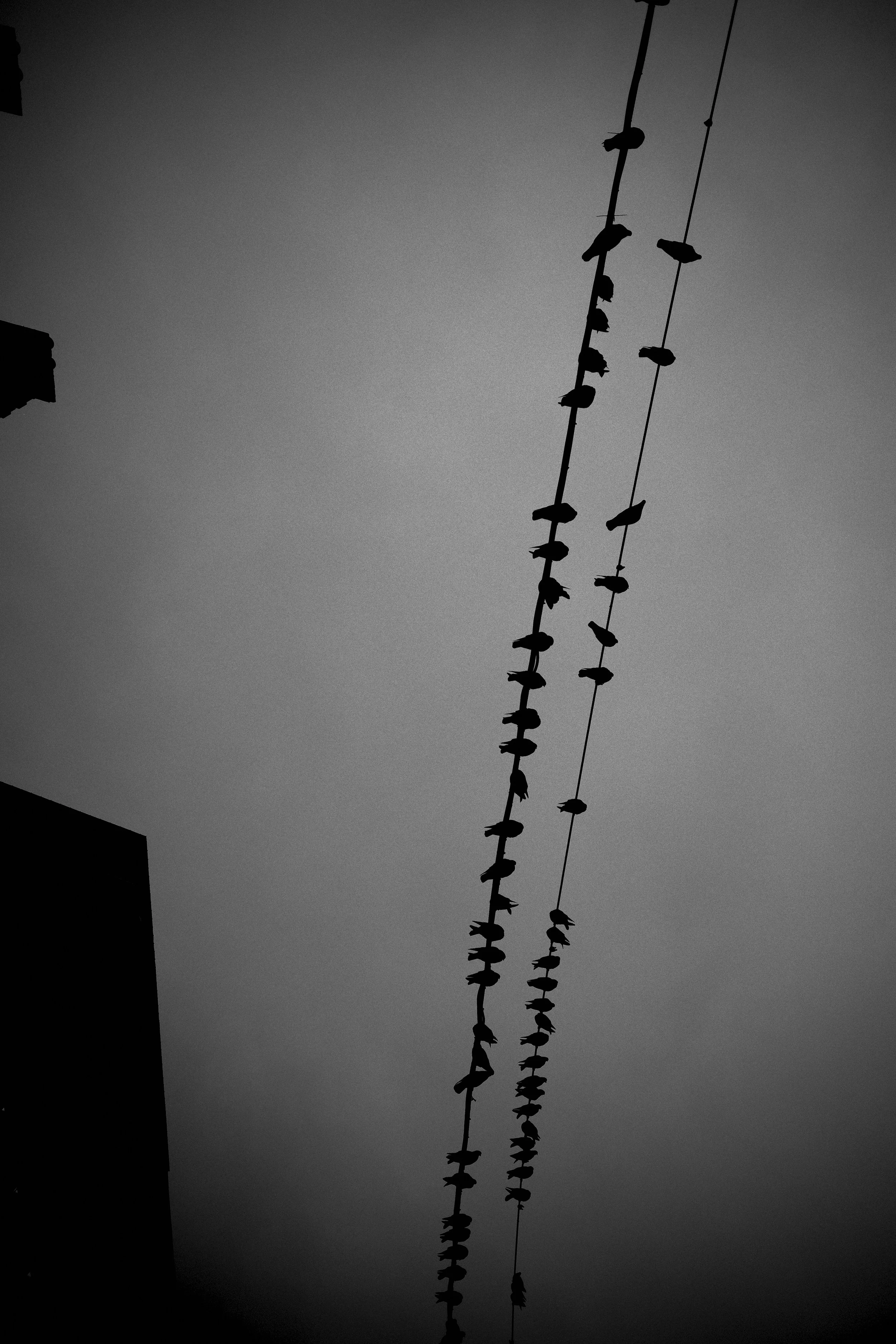 Silhouetted birds sitting on wires against a gray sky.