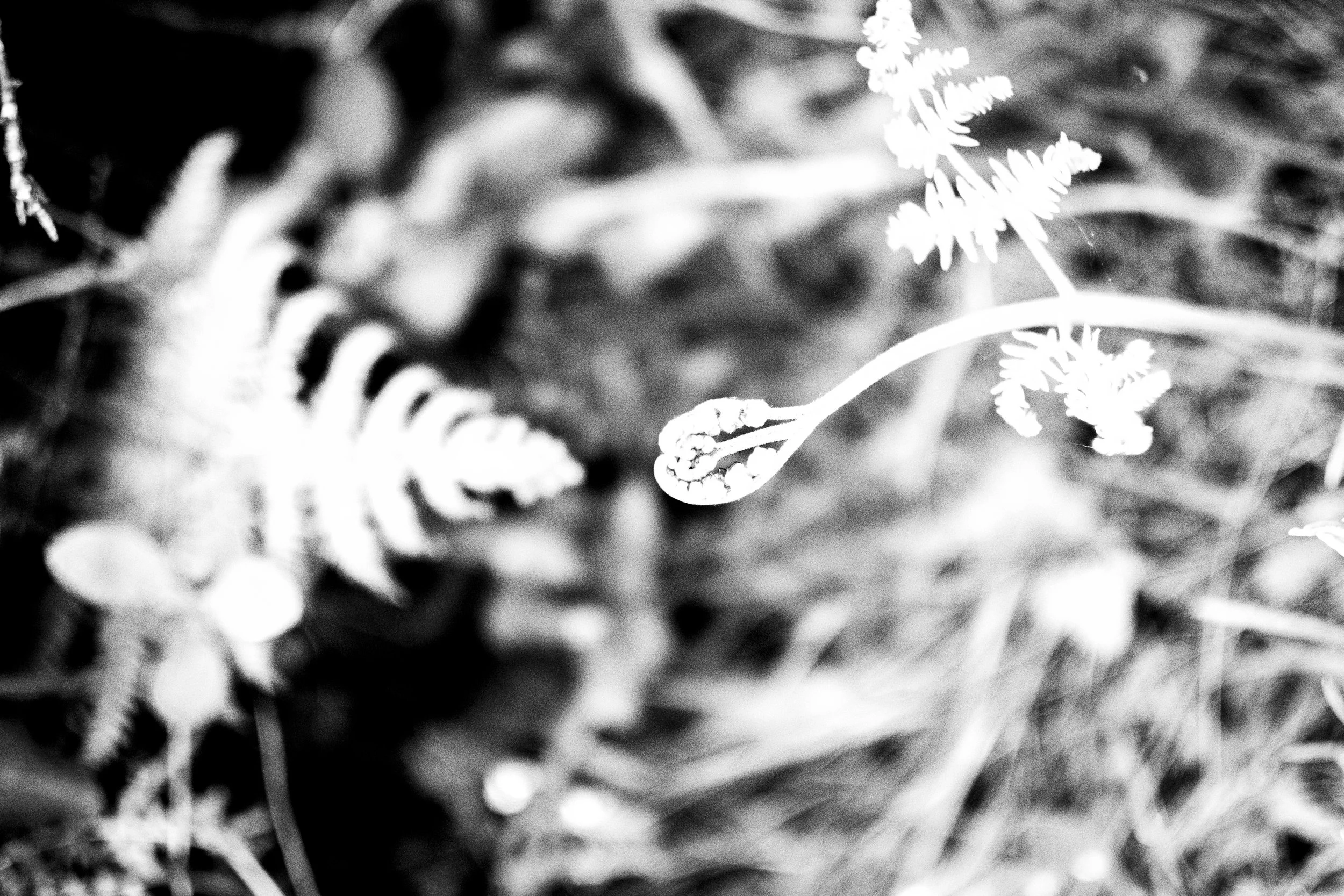 Close-up of a curled leaf with intricate details against a blurred background, in black and white.