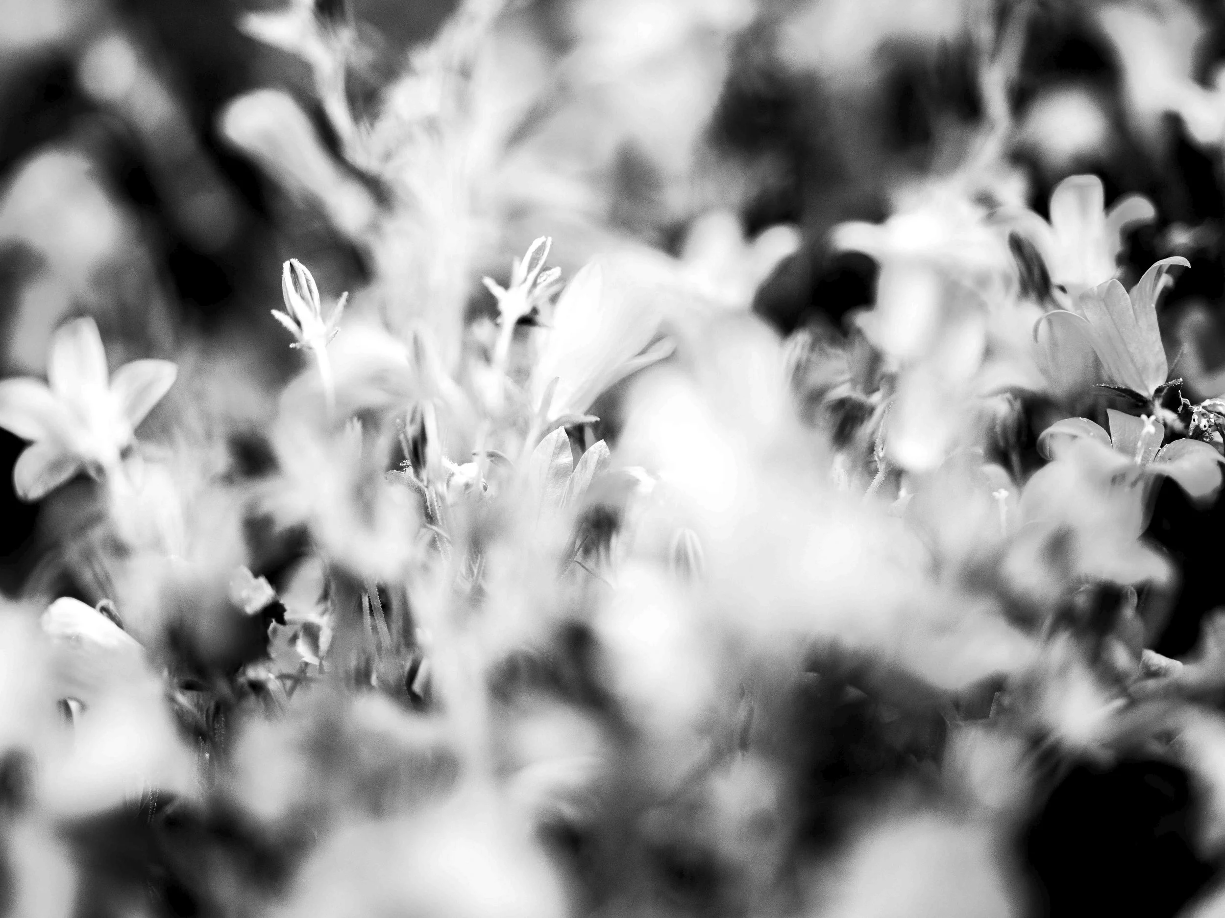 Black and white close-up photo of flowers with detailed petals and leaves.