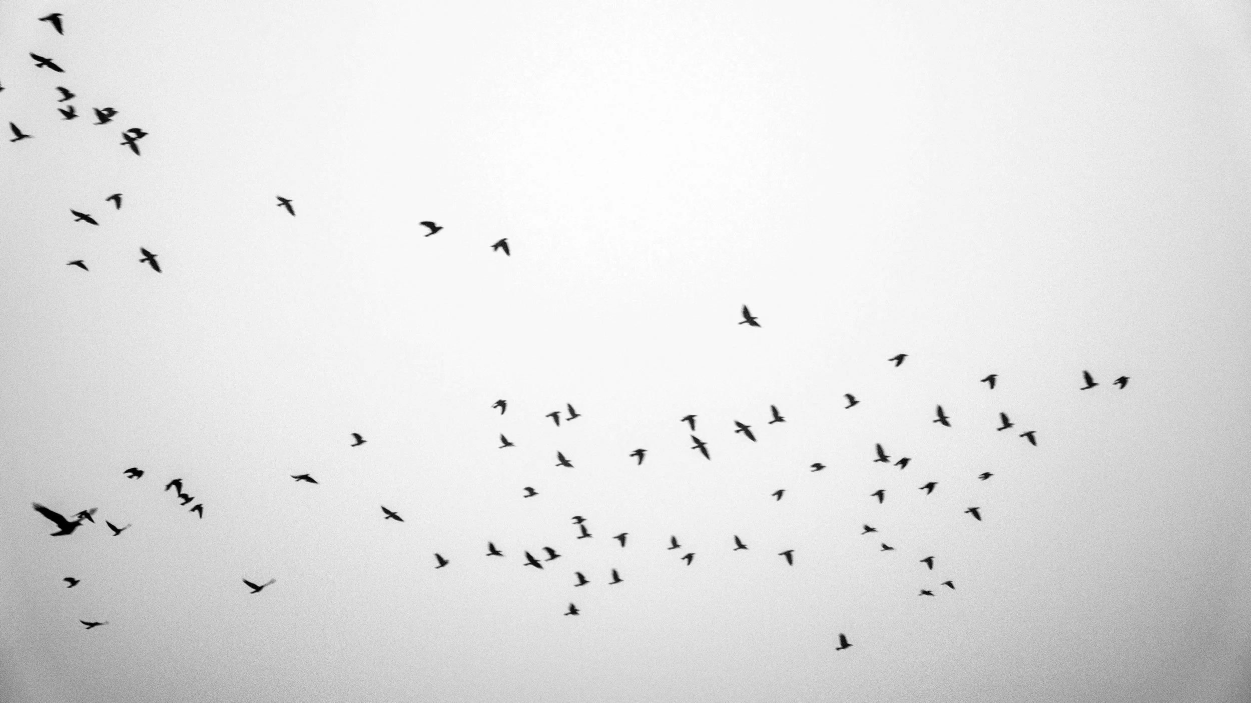 A flock of birds flying in a V formation against a gray sky.