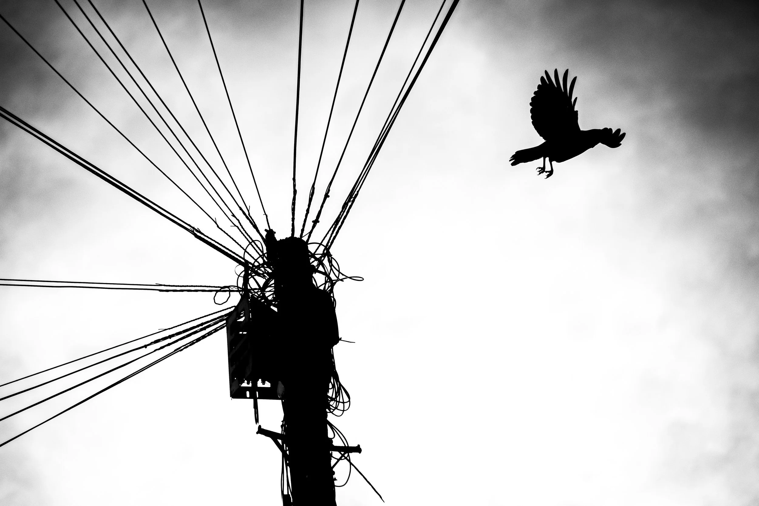 Silhouette of a utility pole with numerous wires extending from it, with a bird flying in the sky nearby, all in black and white.
