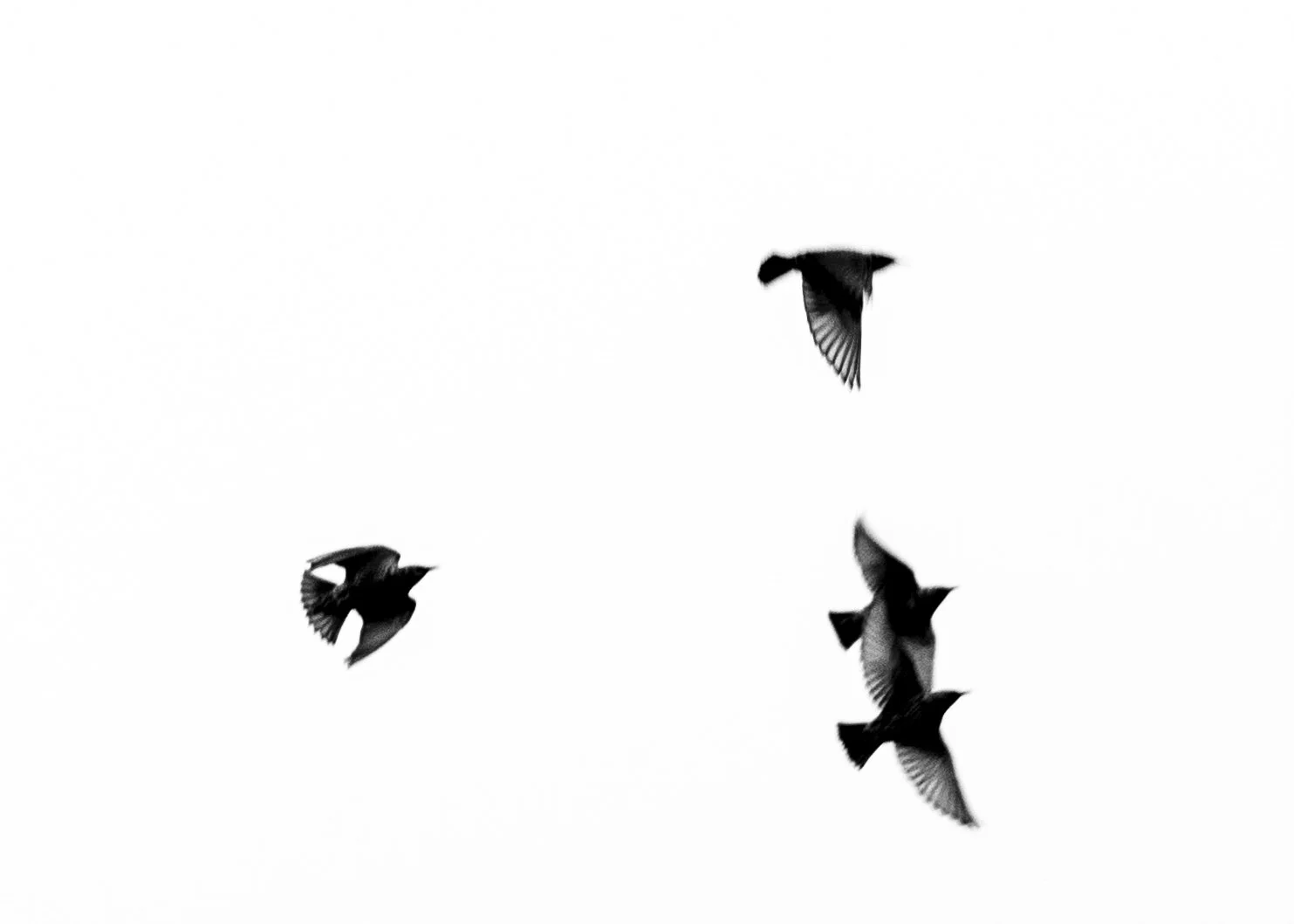 Four black birds flying in a scattered formation against a white background.