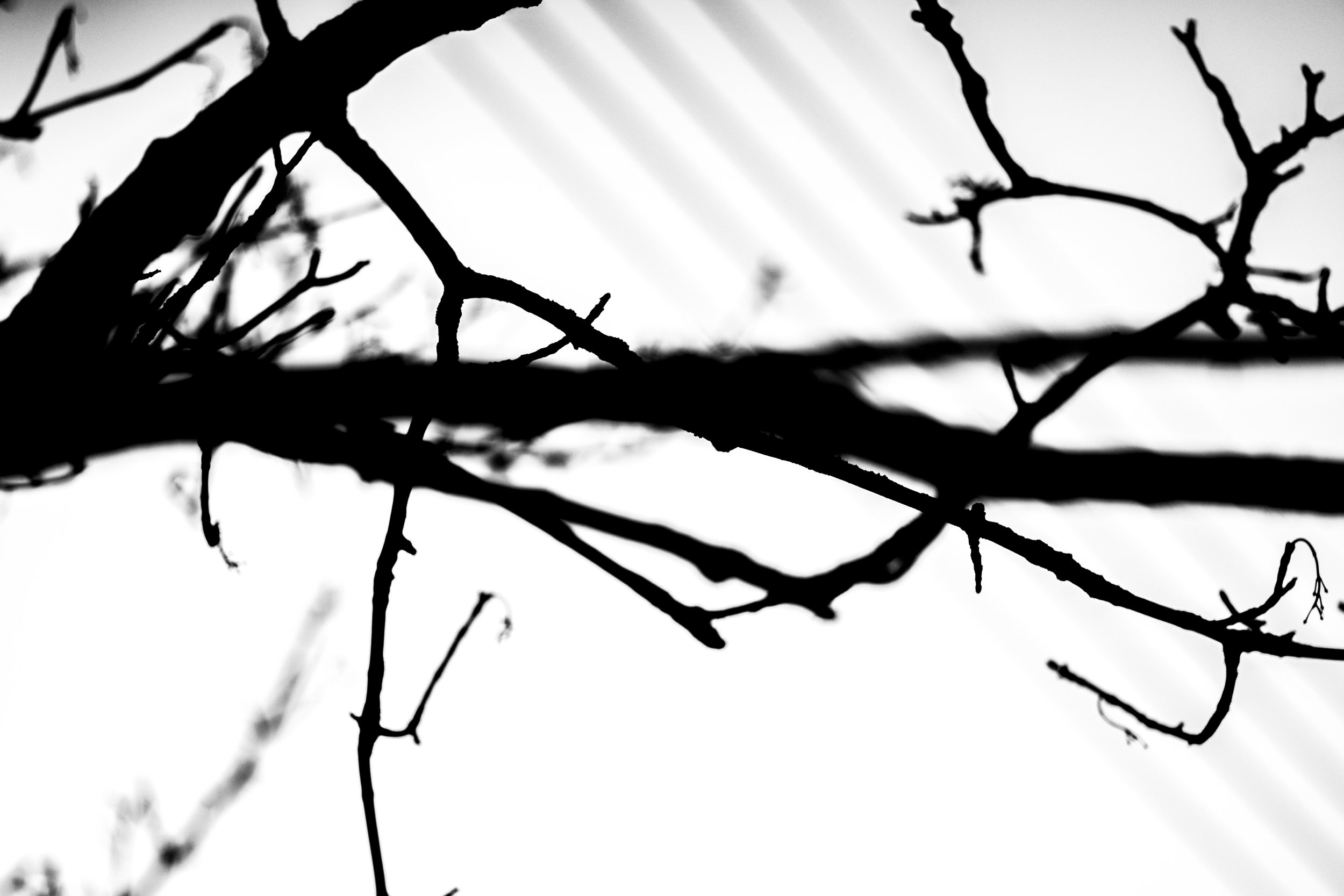 Black silhouette of tree branches against a white sky.