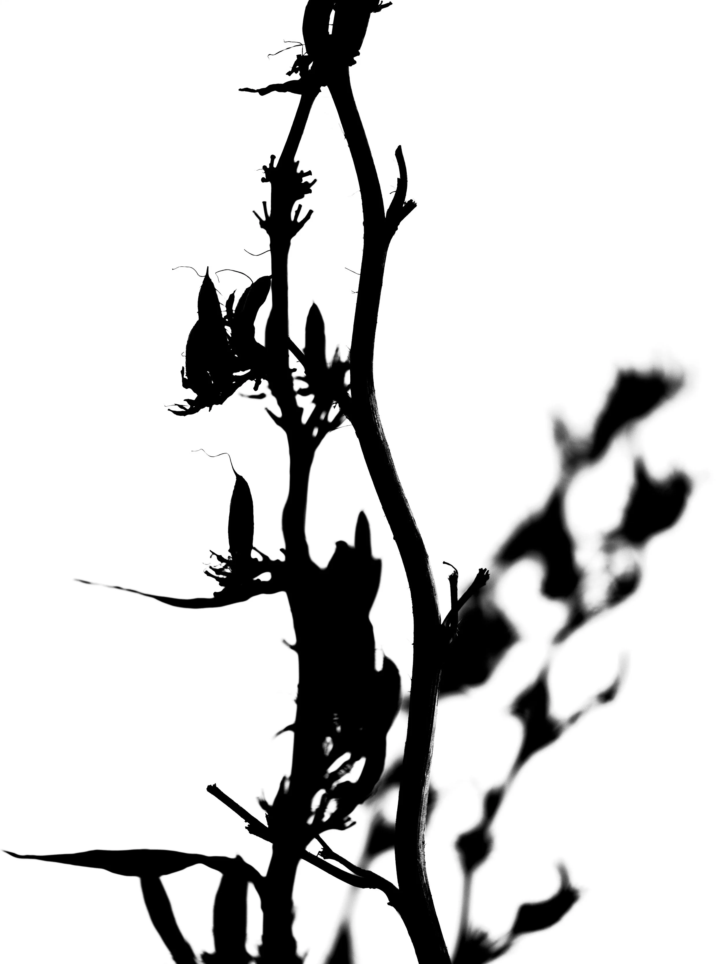 Black silhouette of a plant with dry branches and a butterfly resting on it, against a white background.