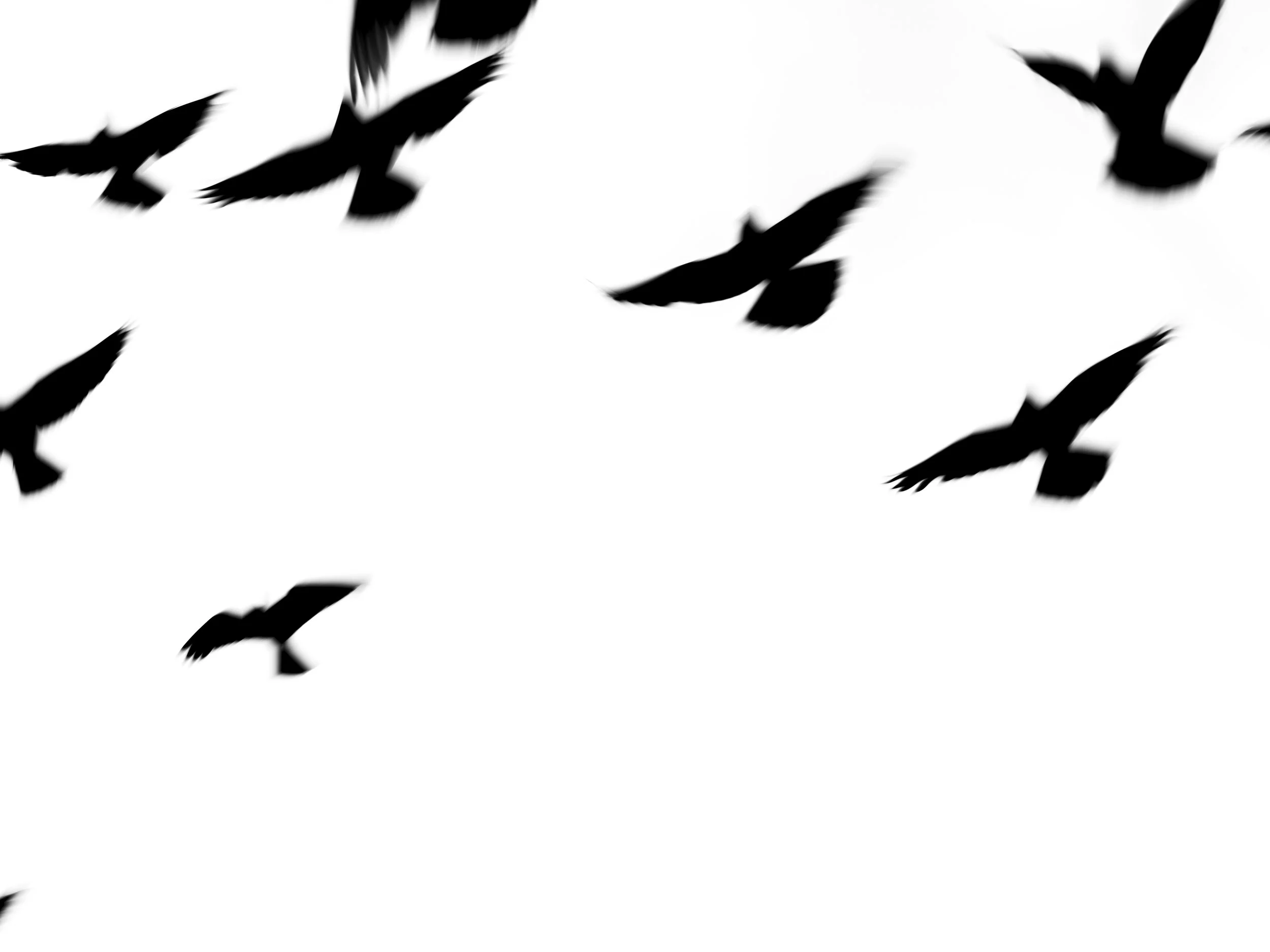 Silhouettes of birds flying in the sky against a white background.
