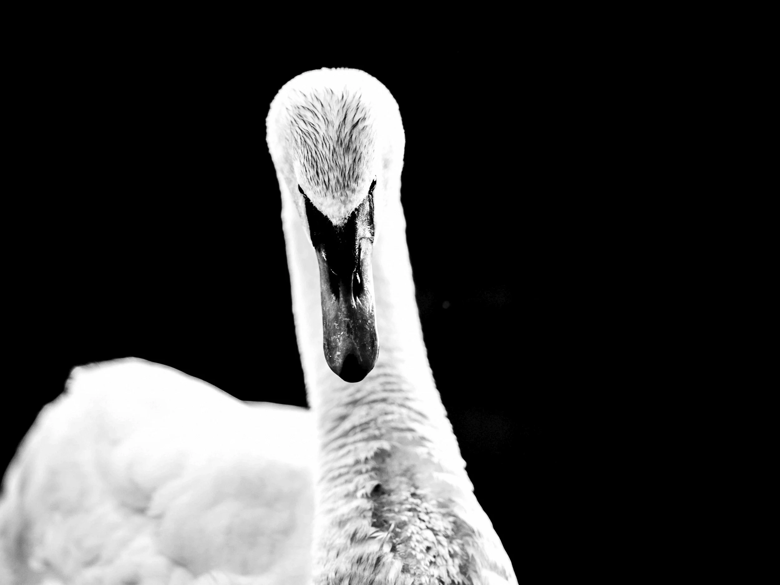 Close-up black-and-white image of a swan's head and neck against a dark background.
