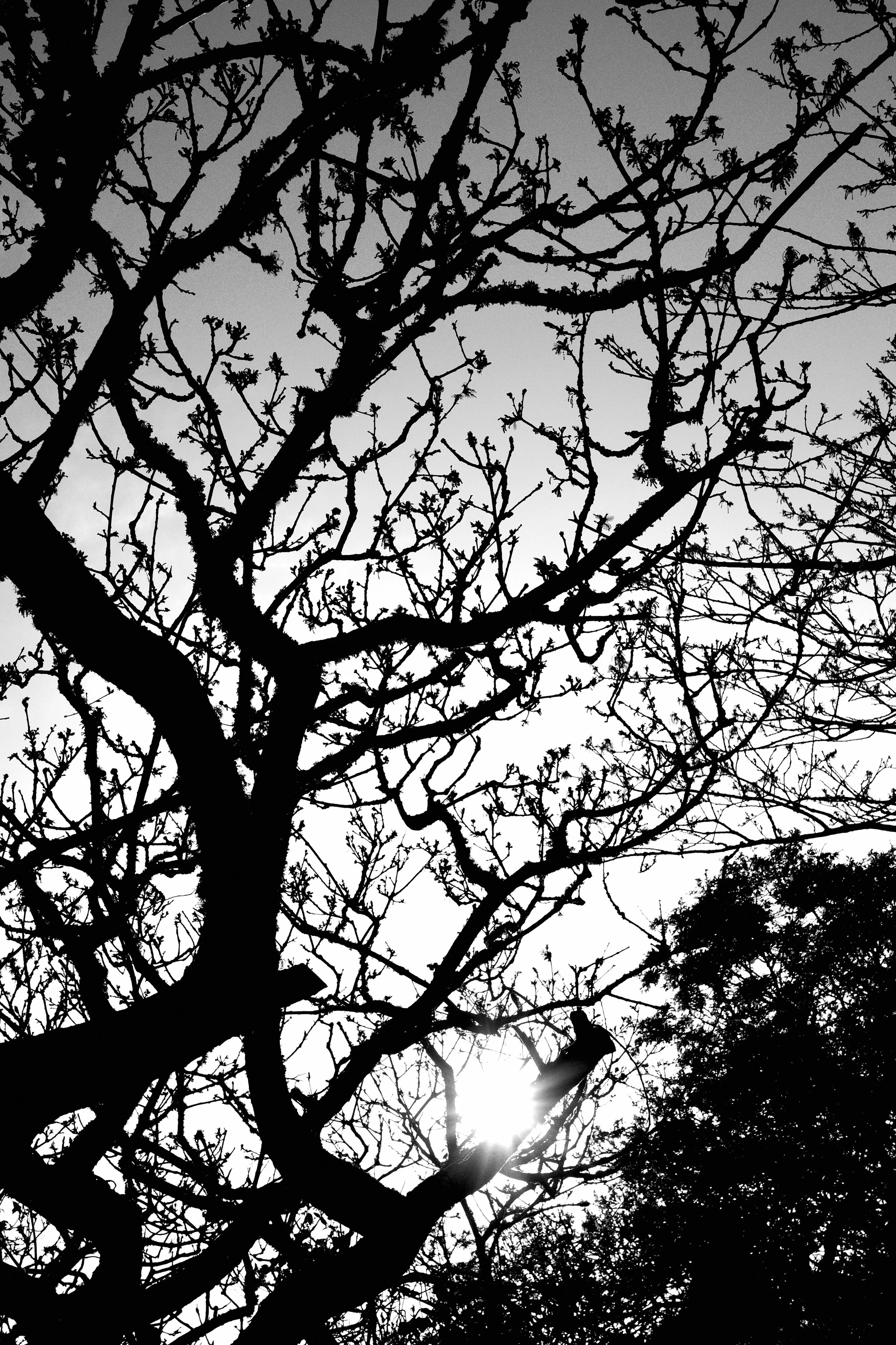 Silhouette of a leafless tree against the sky with visible branches, sun partially visible at the bottom of the image.