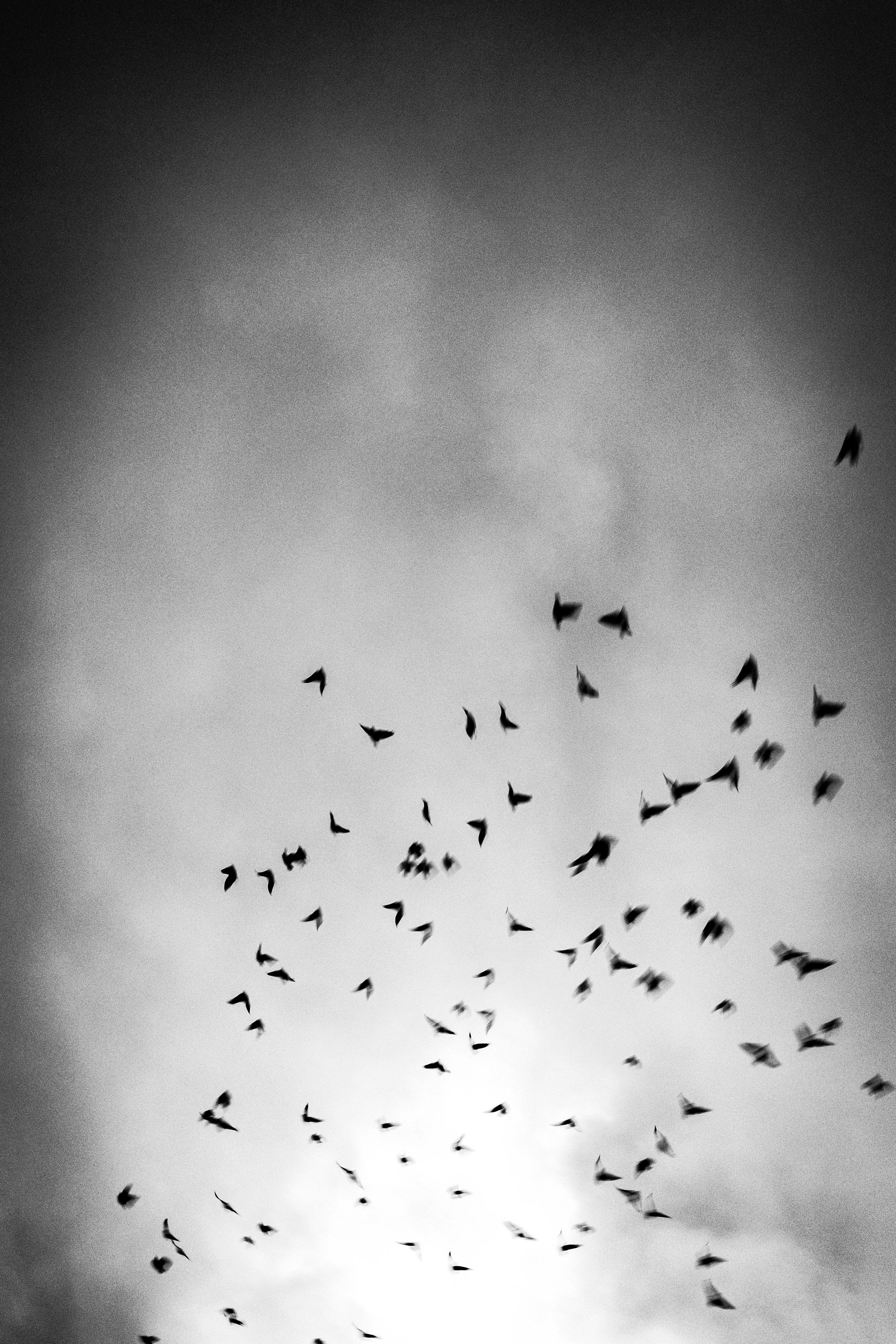 Black and white photo of a flock of birds flying in the sky, with blurred clouds in the background.