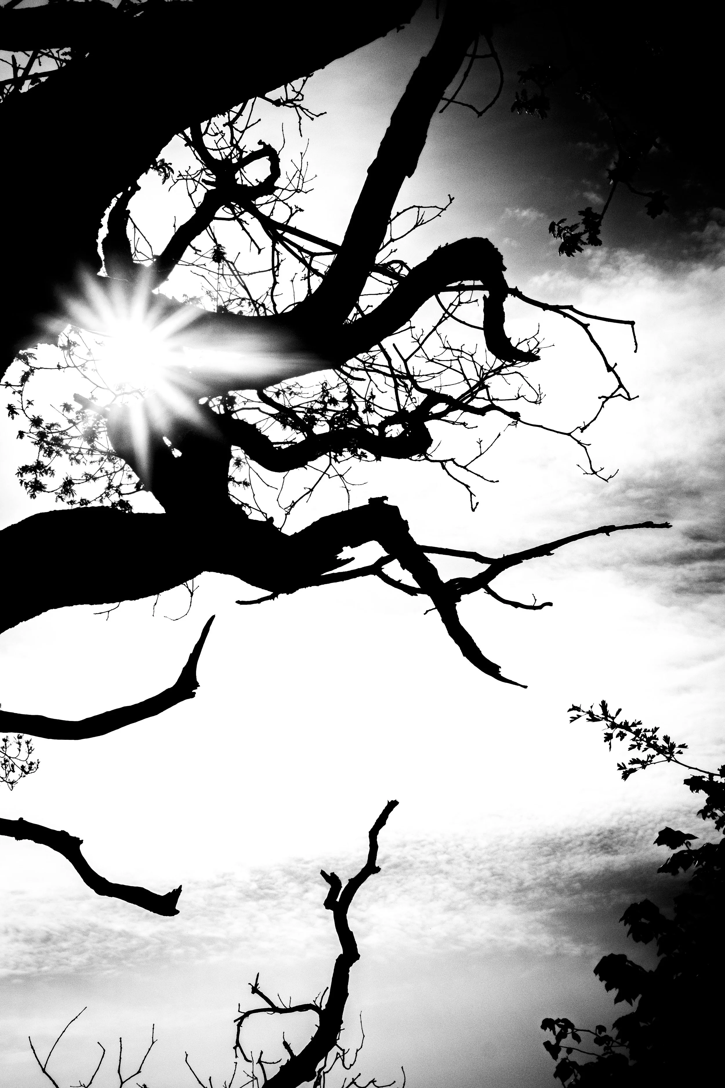 Black and white silhouette of tree branches against a bright sky with the sun shining through.