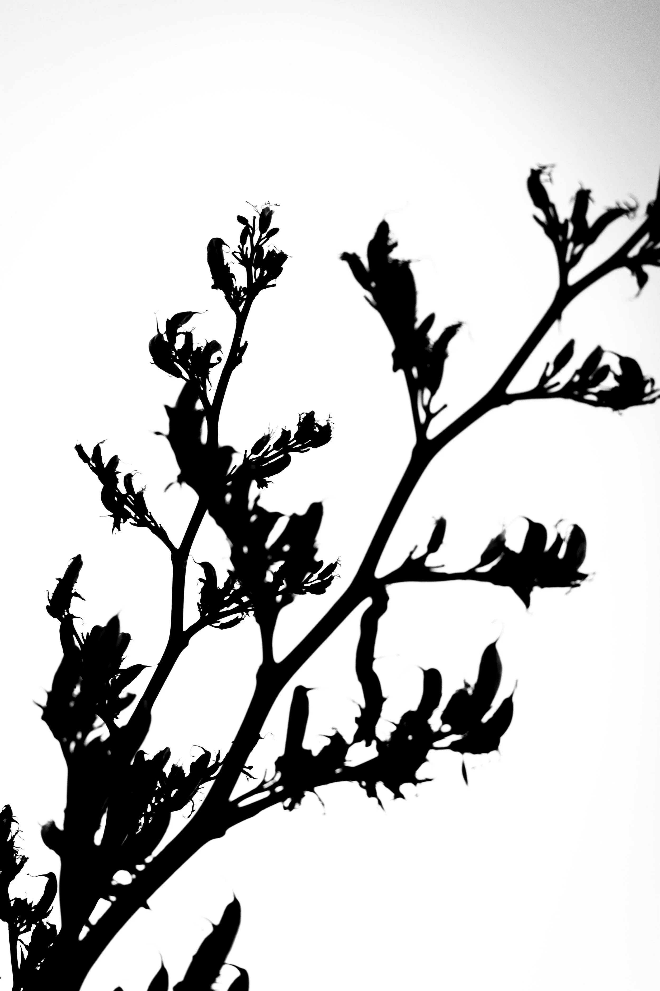 Silhouette of a plant with leaves and buds against a light sky background.