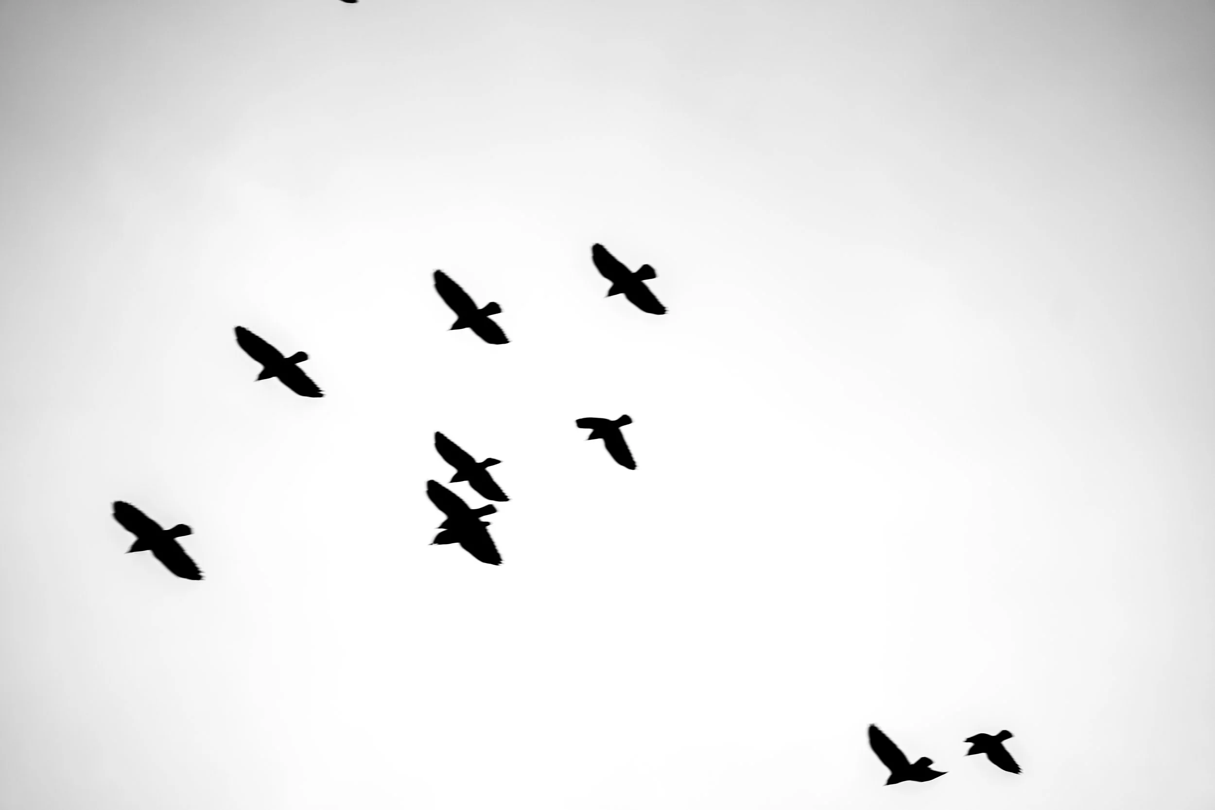Silhouettes of seven birds flying in a V formation against a gray sky.