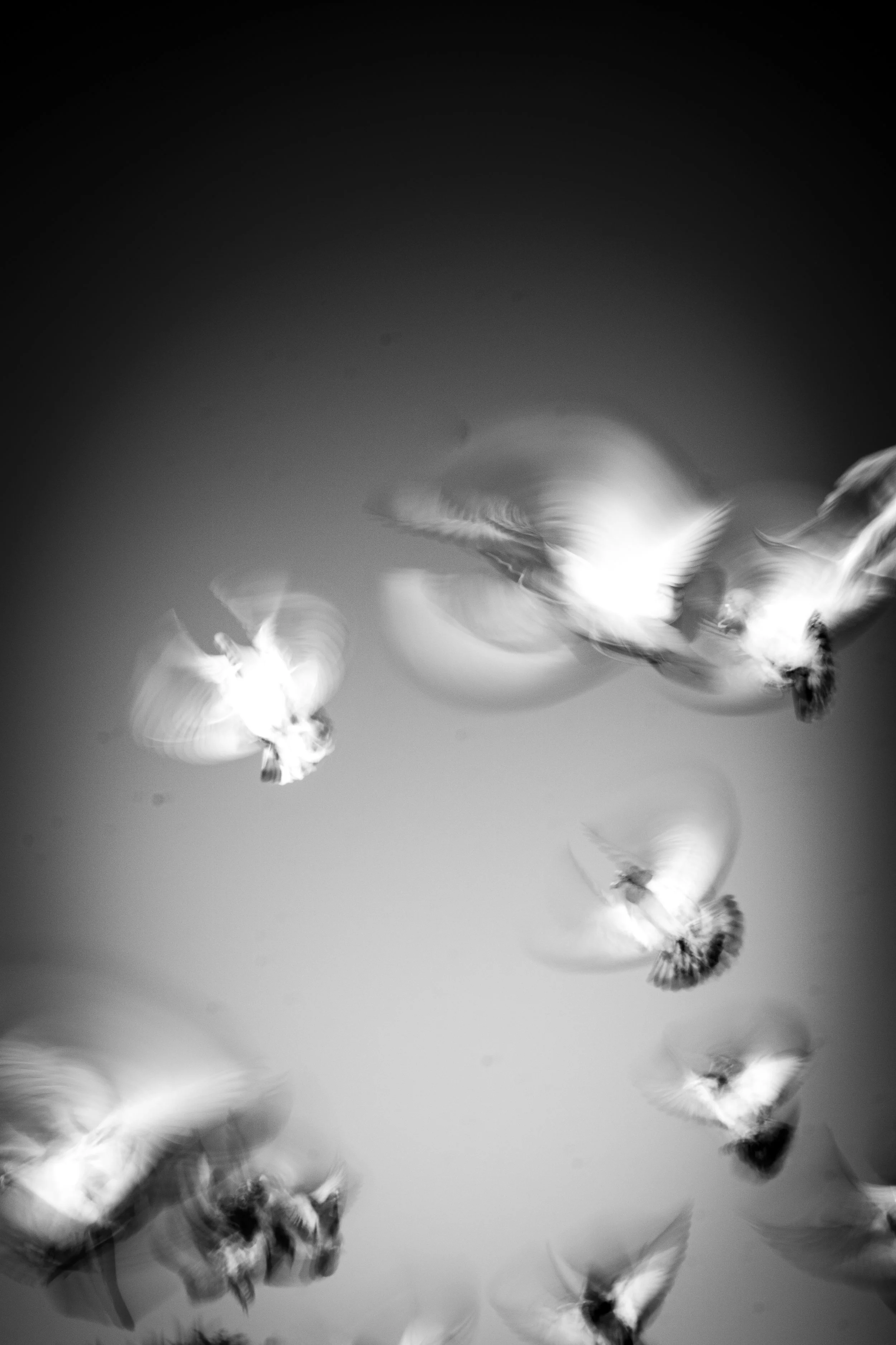 Black and white photo of falling feathers with motion blur, scattered across the image.