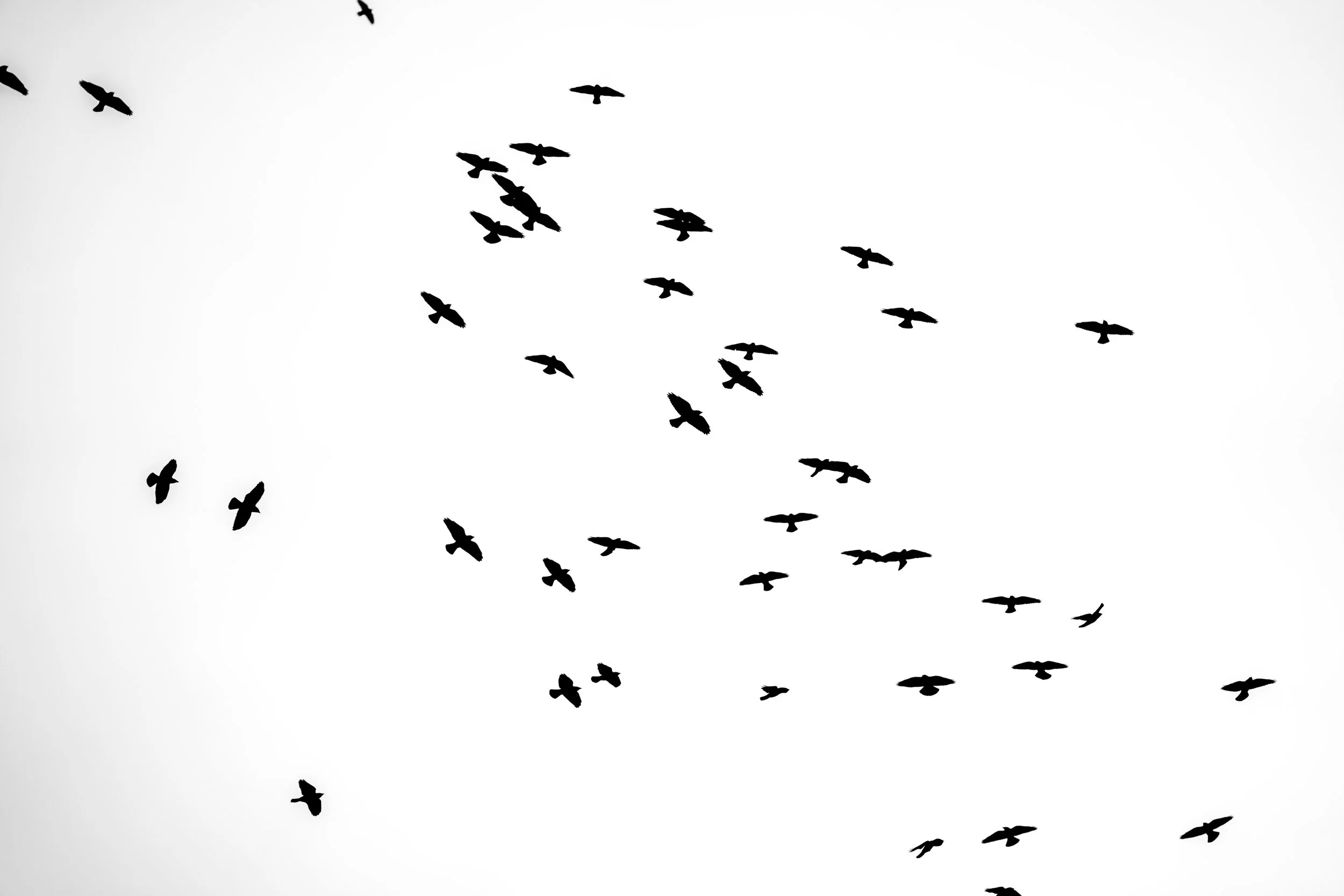 Silhouettes of birds flying in the sky against a light background.