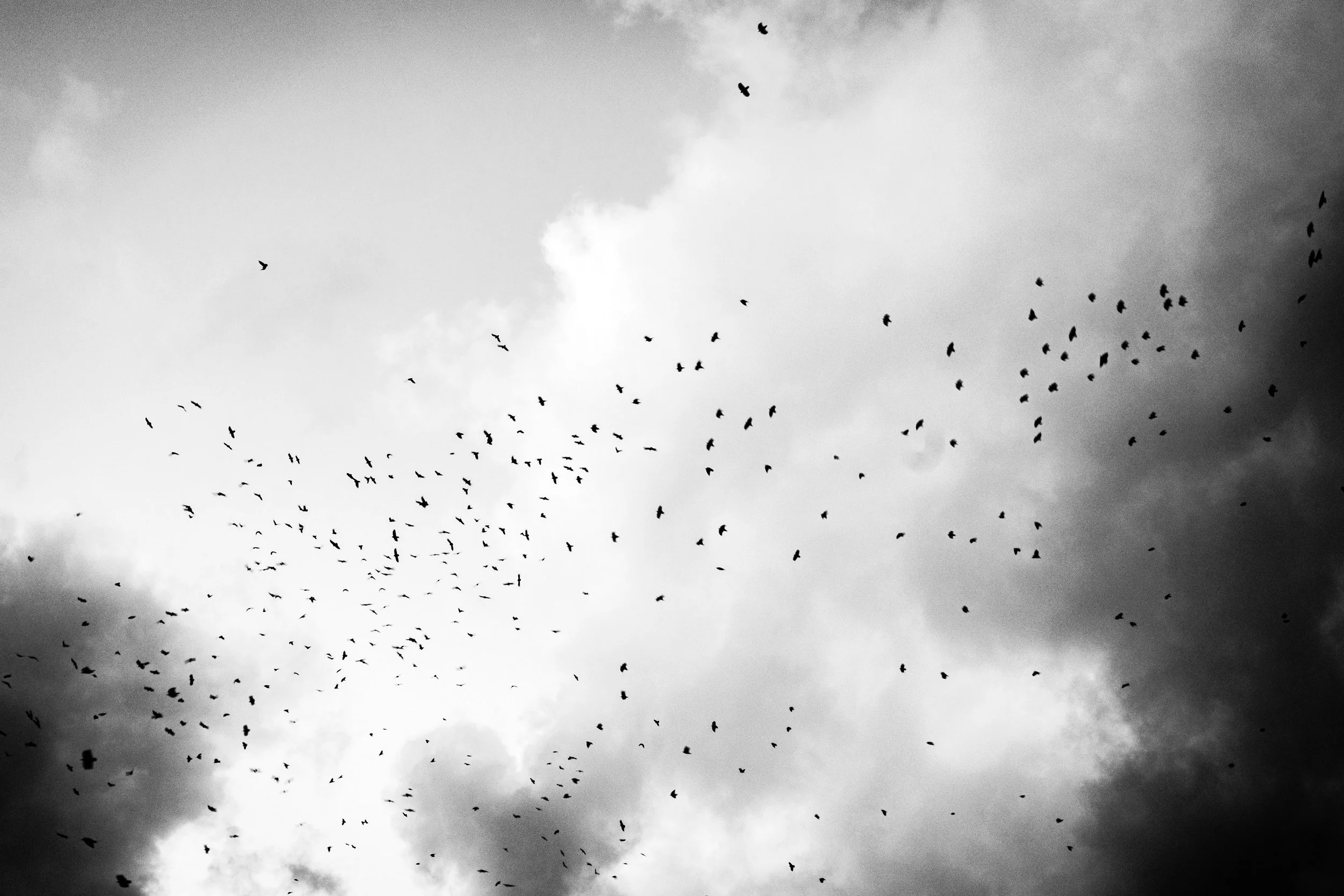 A flock of birds flying in a cloudy sky, some dark clouds are visible.