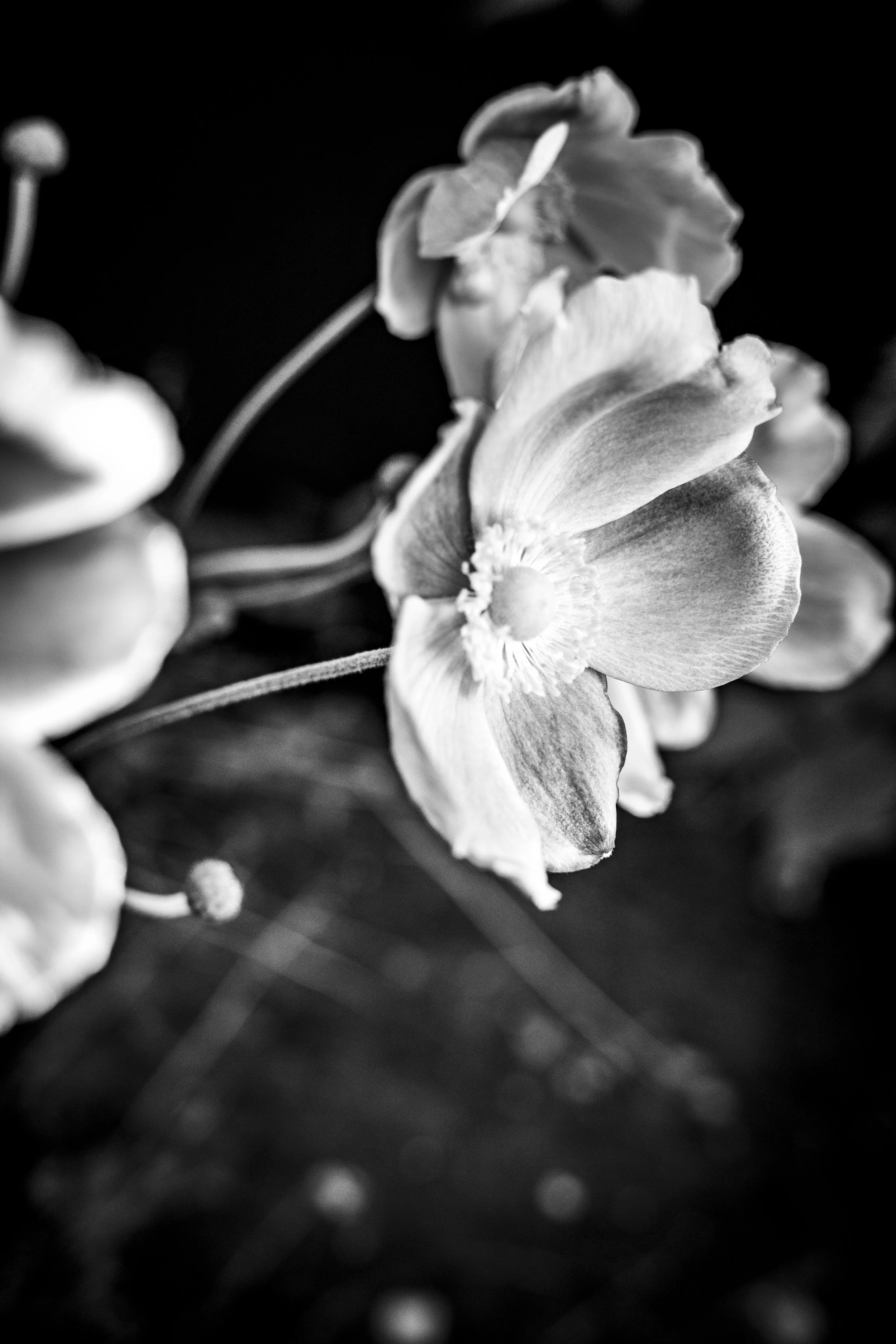 Black and white close-up photo of a flower with detailed petals and a dark background.