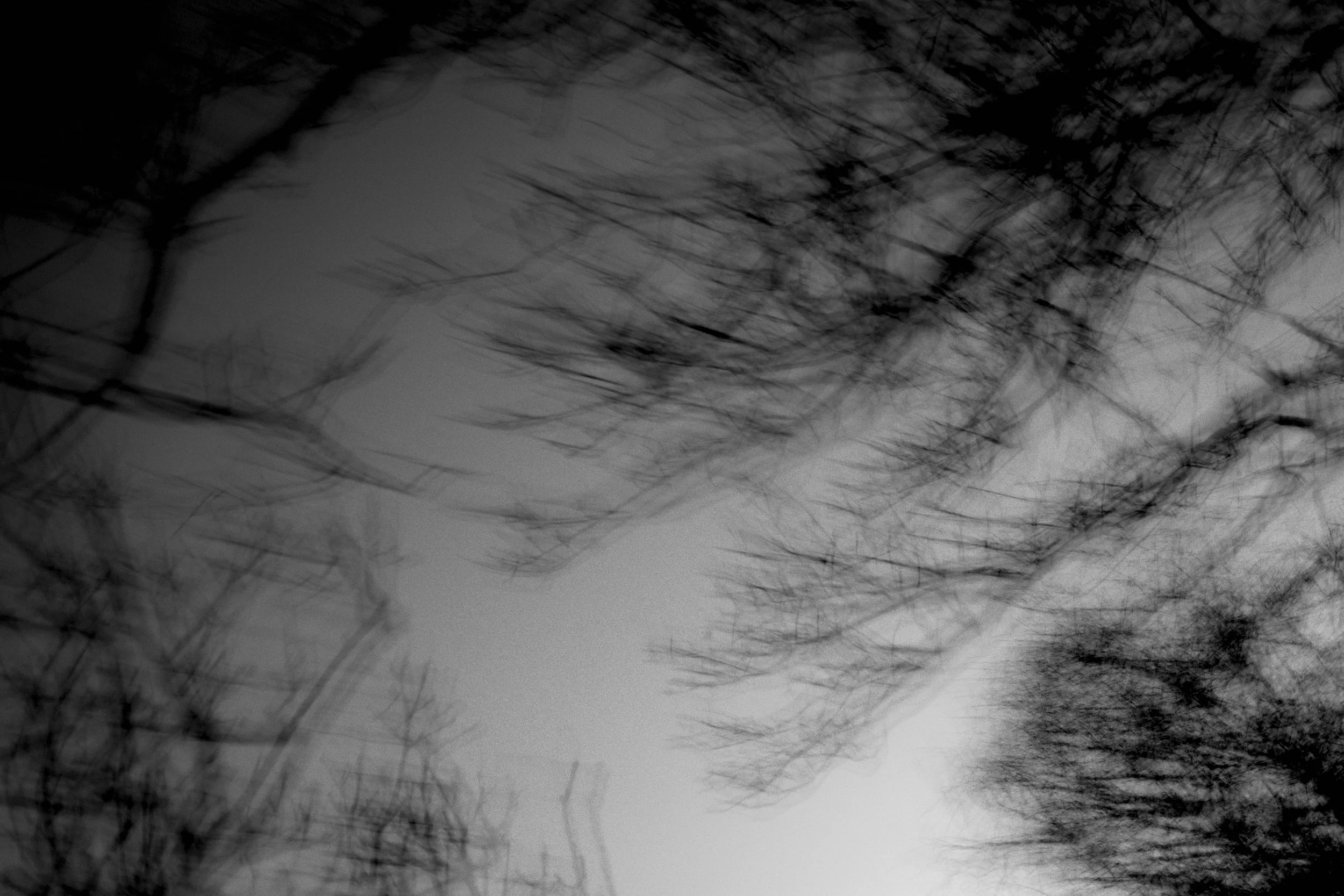 Close-up of branches against a gray sky.
