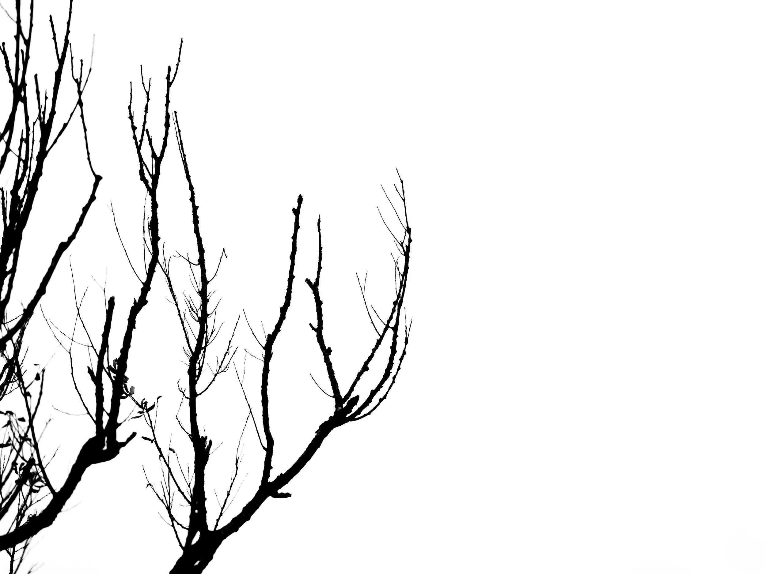 Black bare tree branches against a stark white background.