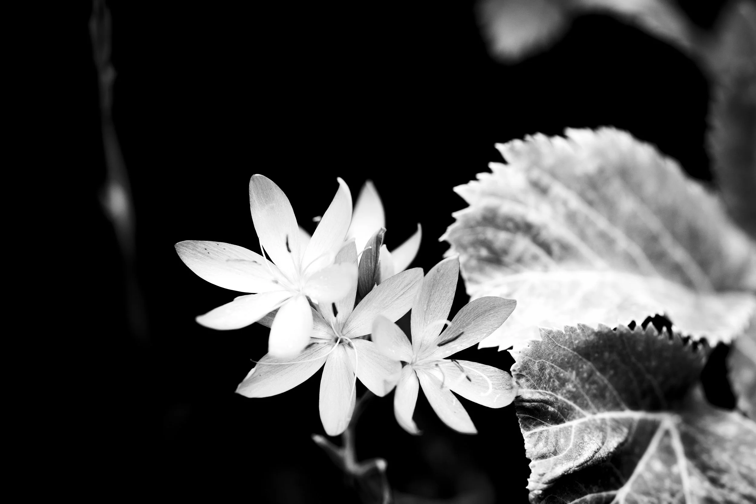 Black and white close-up of a flower with multiple petals and leaves.