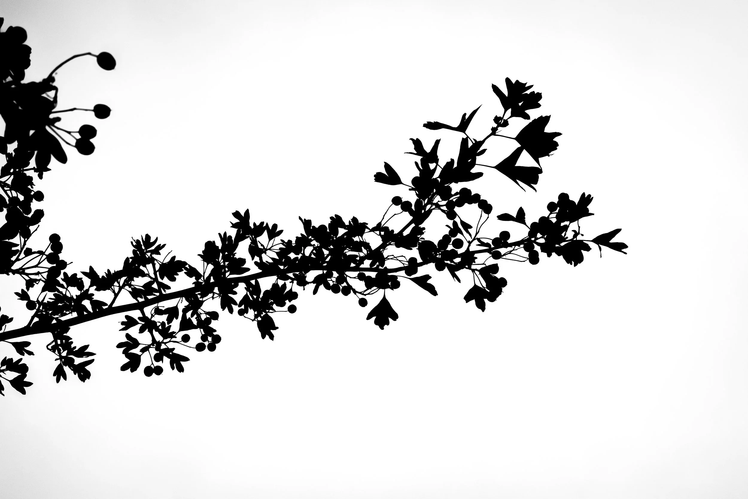 Silhouette of tree branches with leaves and small round berries against a light background.