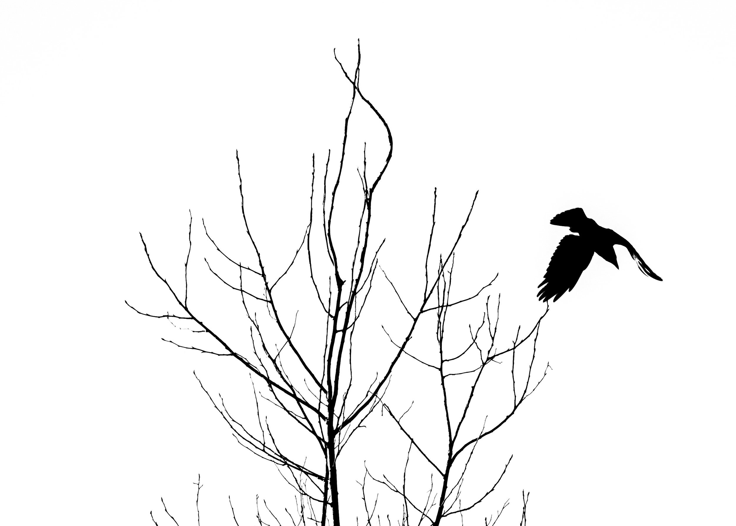 Silhouette of leafless tree branches with a bird in flight against a white background.