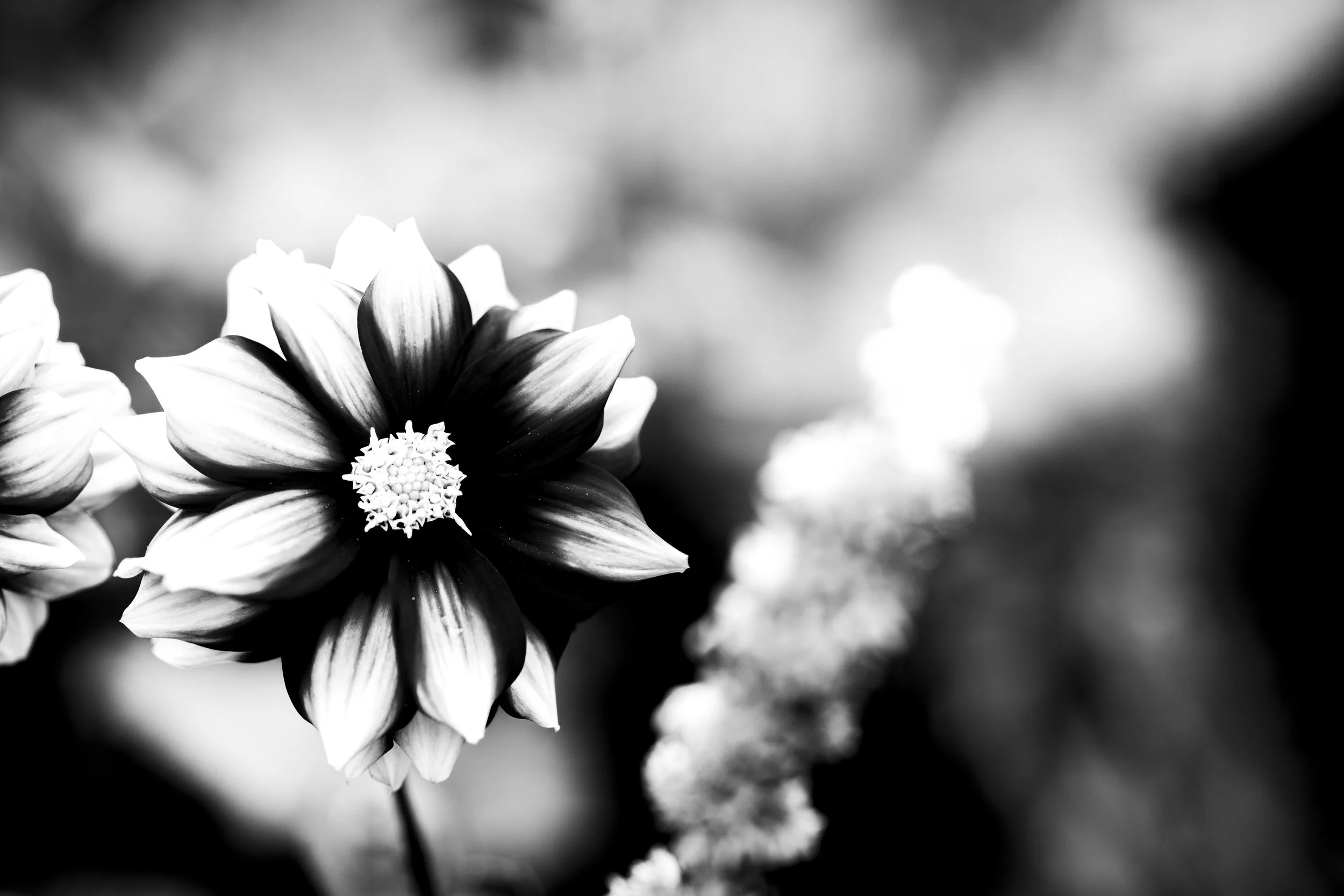 A close-up black and white photograph of a flower with striped petals and a detailed center, with blurred background.