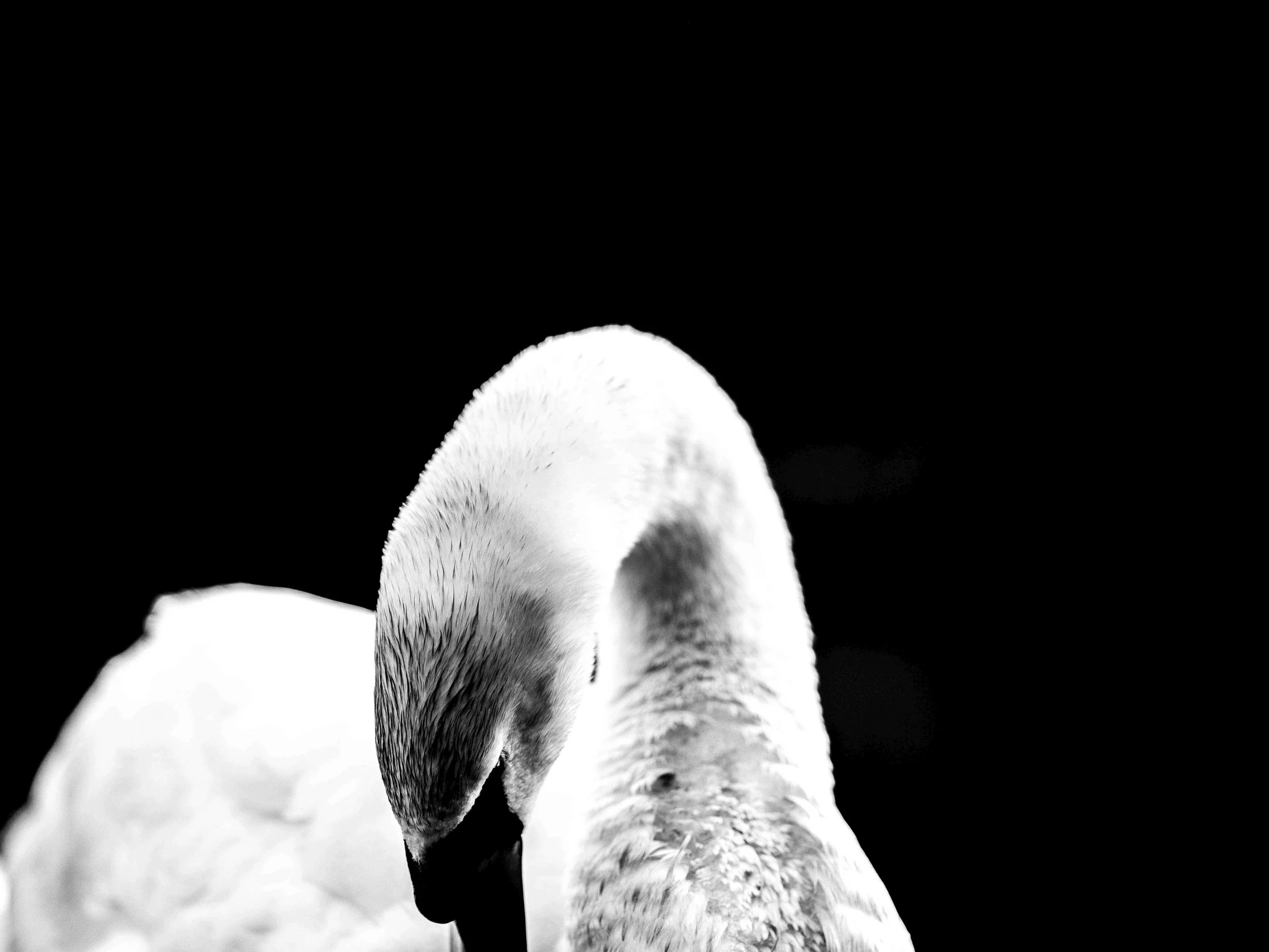 Black and white photograph of a swan with its head bent downward, focusing on the swan's neck and body, with a dark background.
