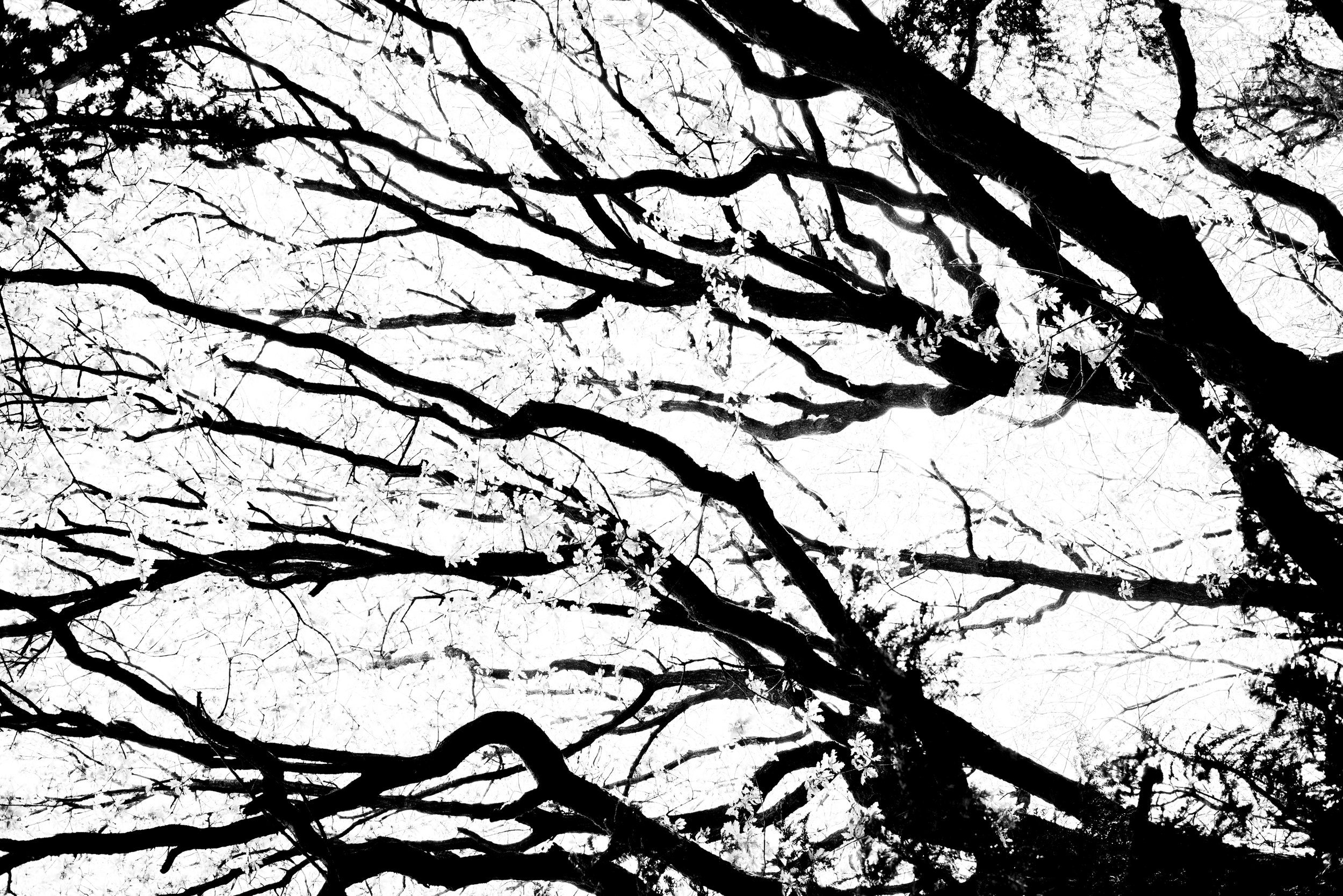 Black and white photo of tree branches with no leaves against a light background.