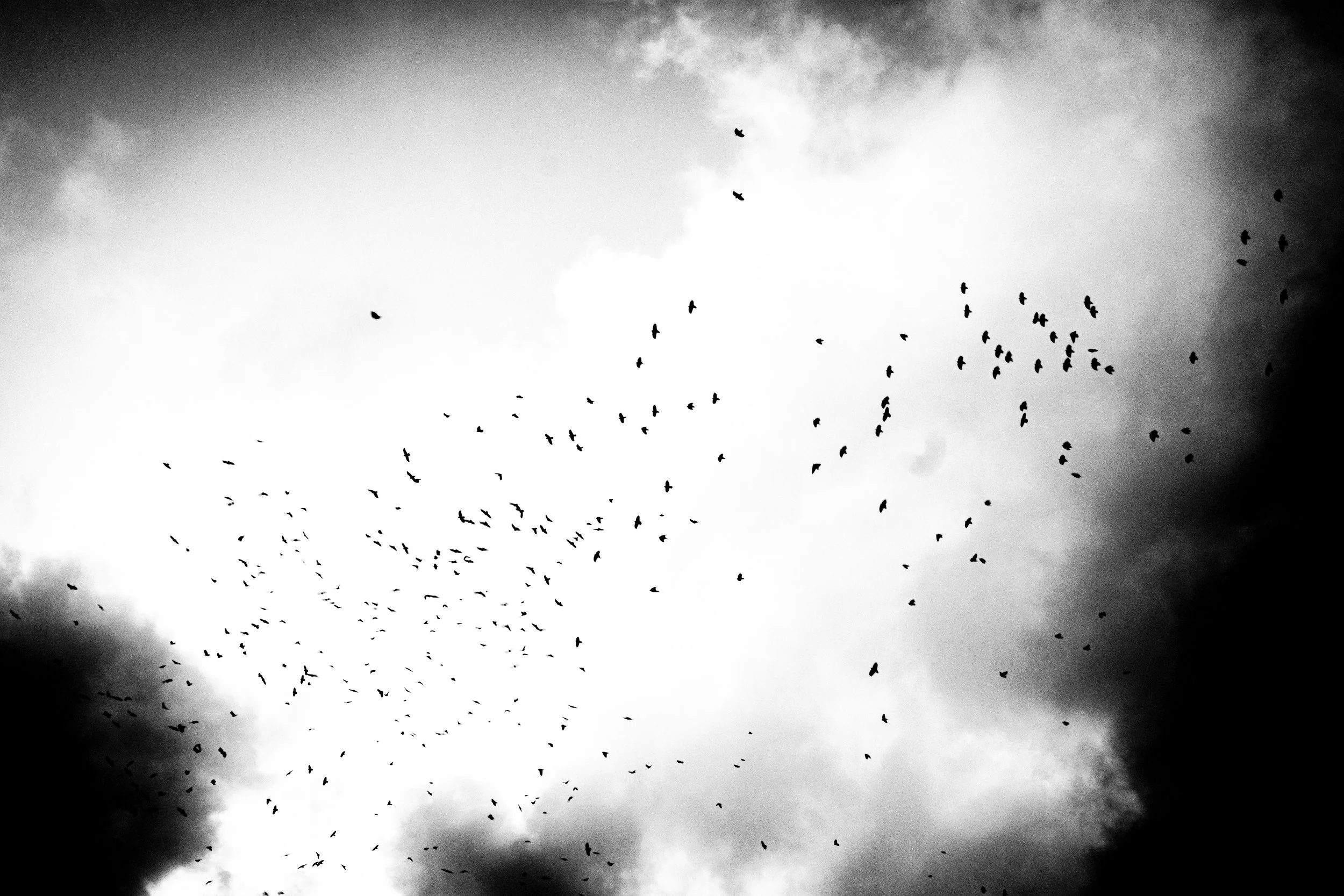 A flock of birds flying in a dark and cloudy sky.