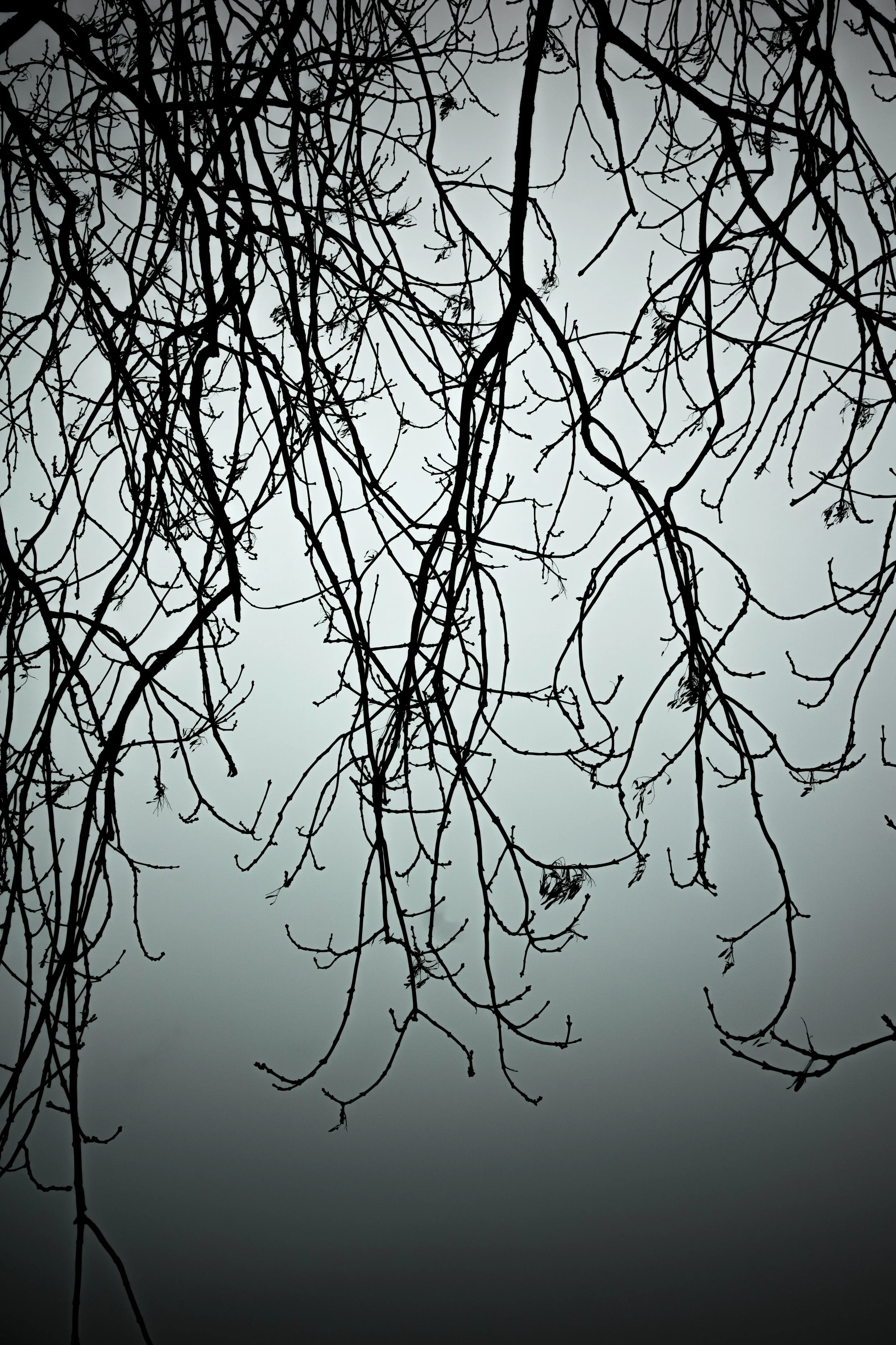 Silhouetted tree branches against a cloudy sky.