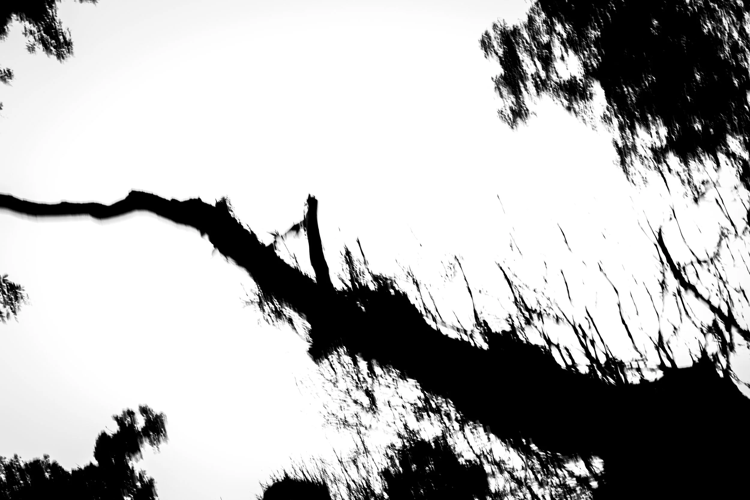 Black and white photograph of tree branches and leaves against a bright sky, with some blurred motion.