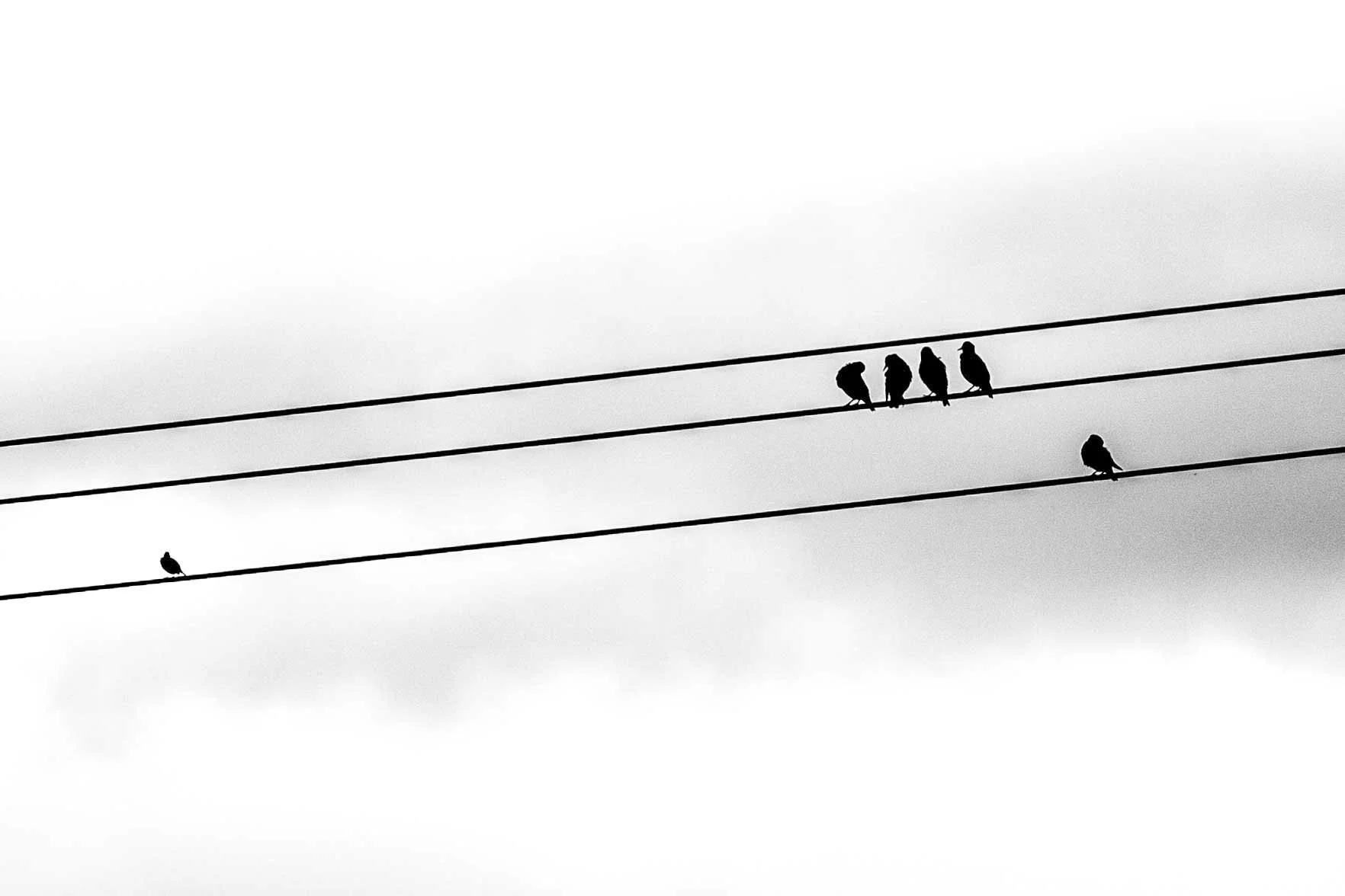 Silhouettes of birds perched on power lines against a white sky.