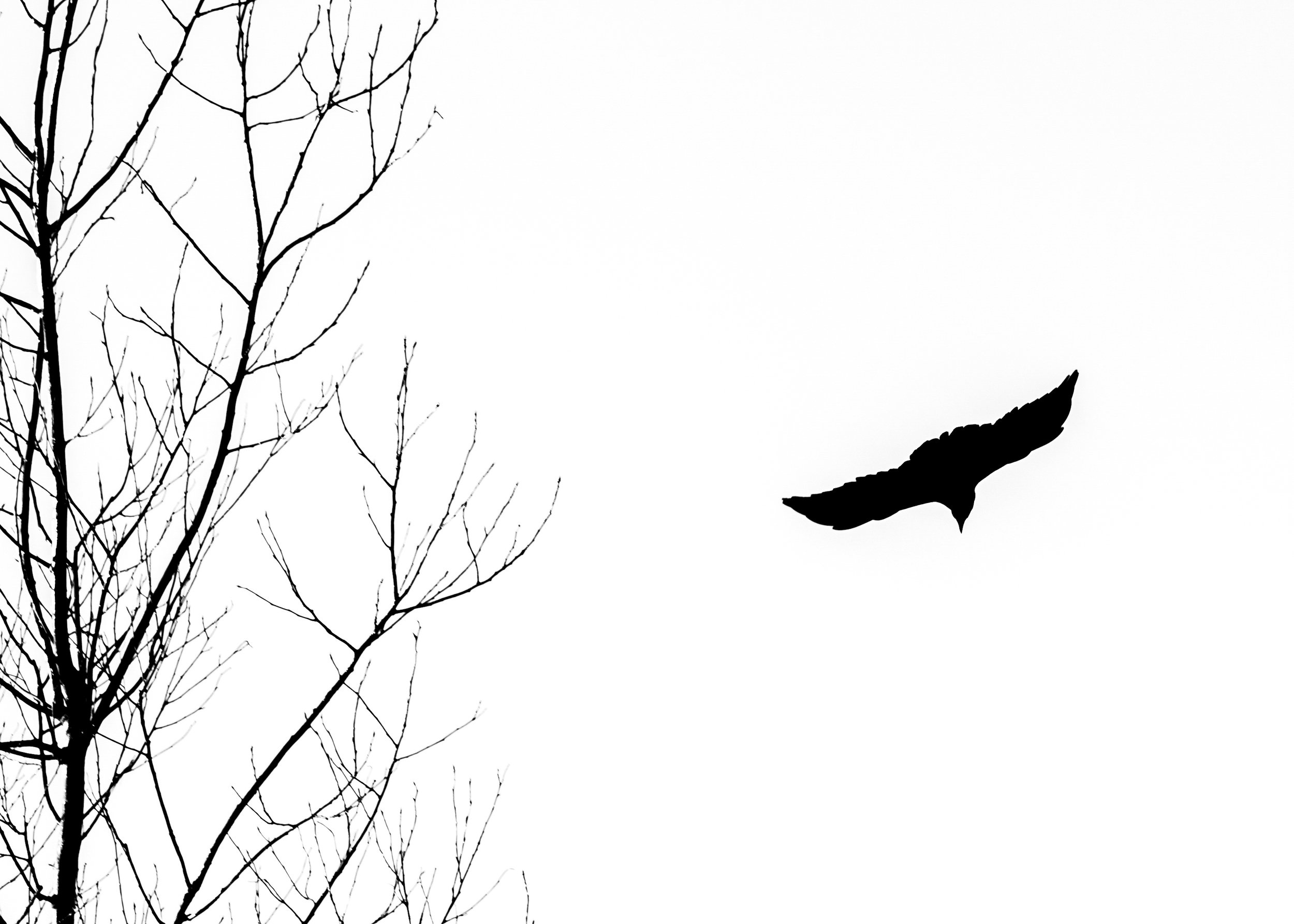 Silhouette of leafless tree branches and a flying bird against a white sky.