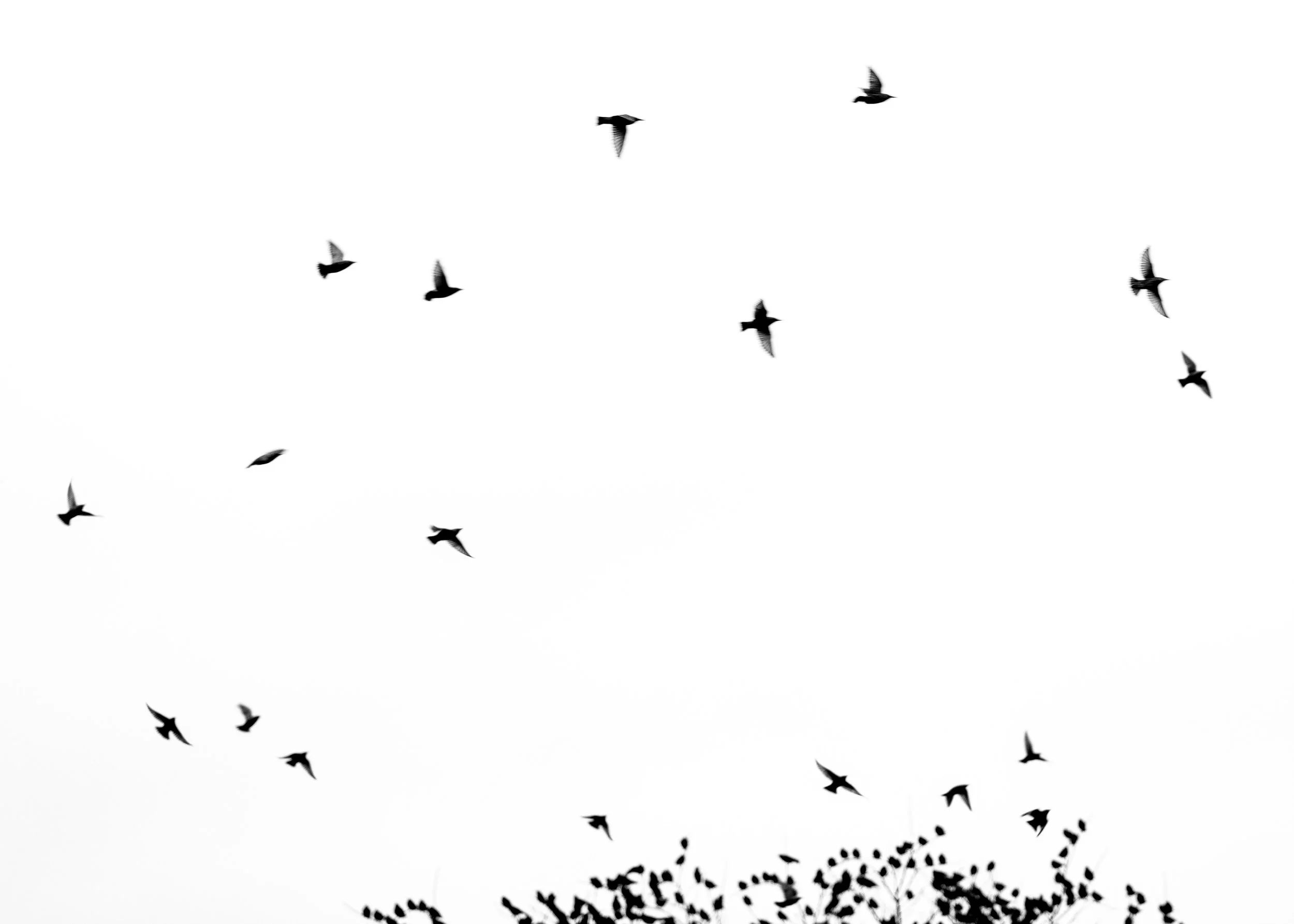 A large flock of birds flying in the sky in various directions.