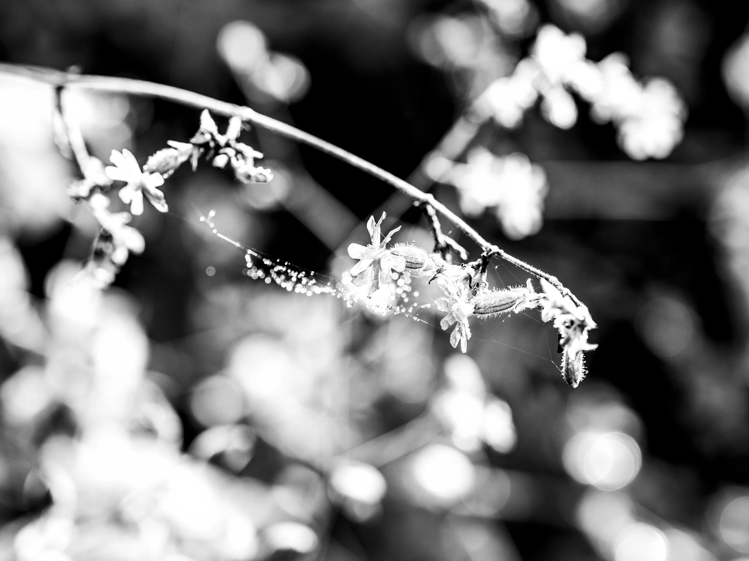Black and white photo of small flowers on a thin branch with spider web strands and dewdrops, blurred background with light bokeh.