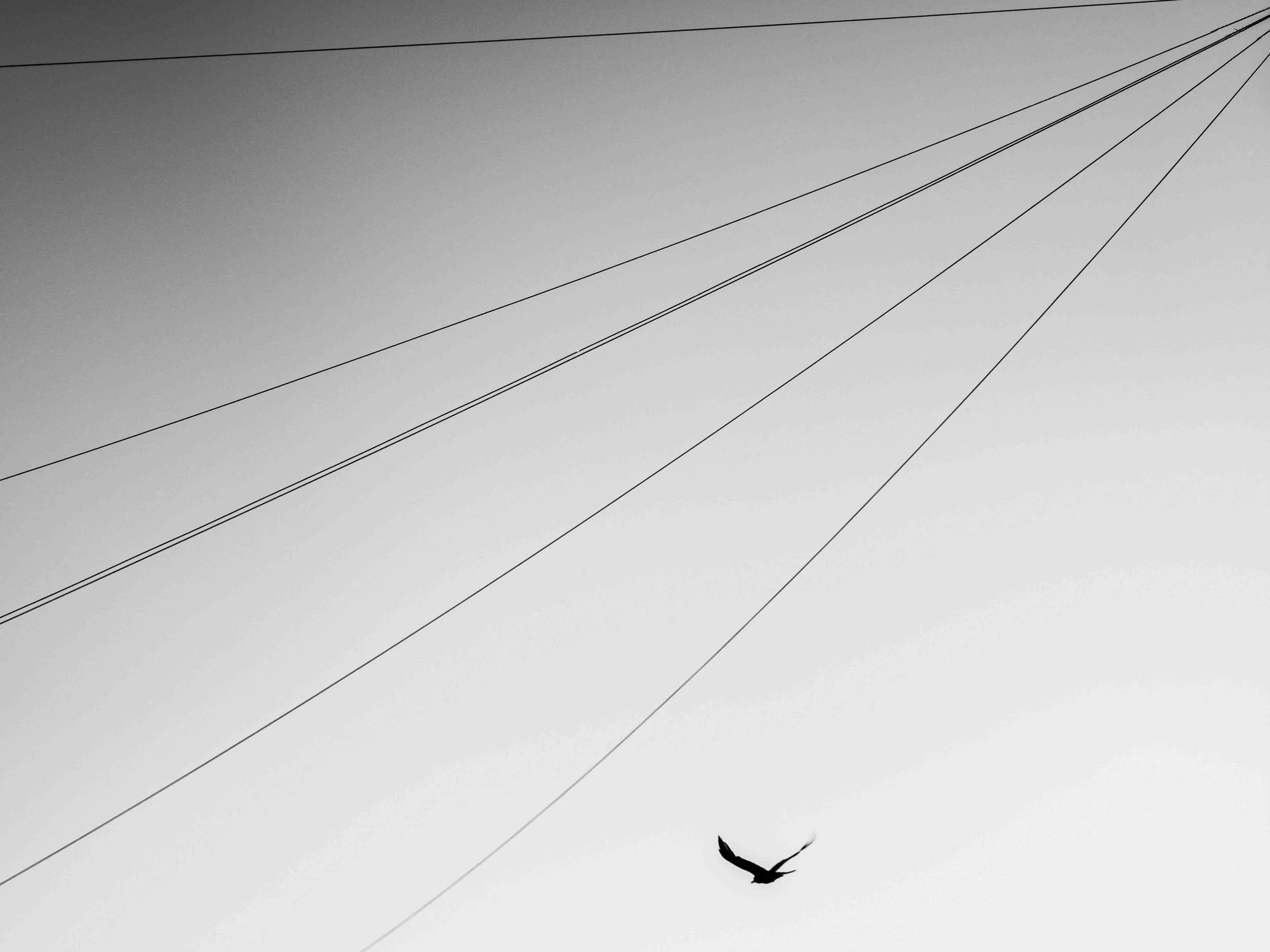 A single bird flying in a clear sky, with diagonal telephone wires crossing the sky.