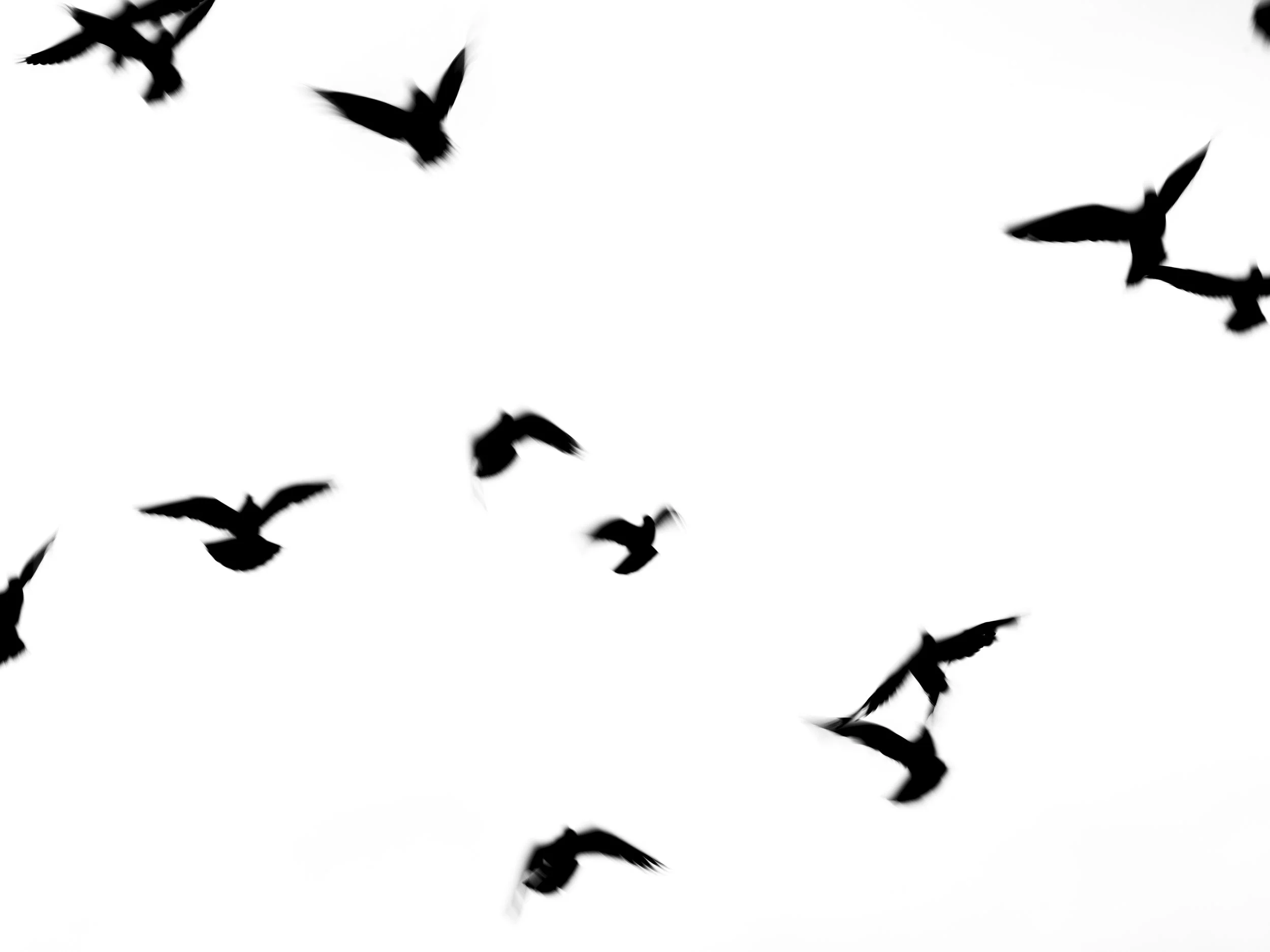 Silhouettes of several birds flying against a bright sky.